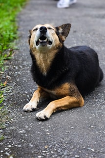 A black and brown dog laying on a road