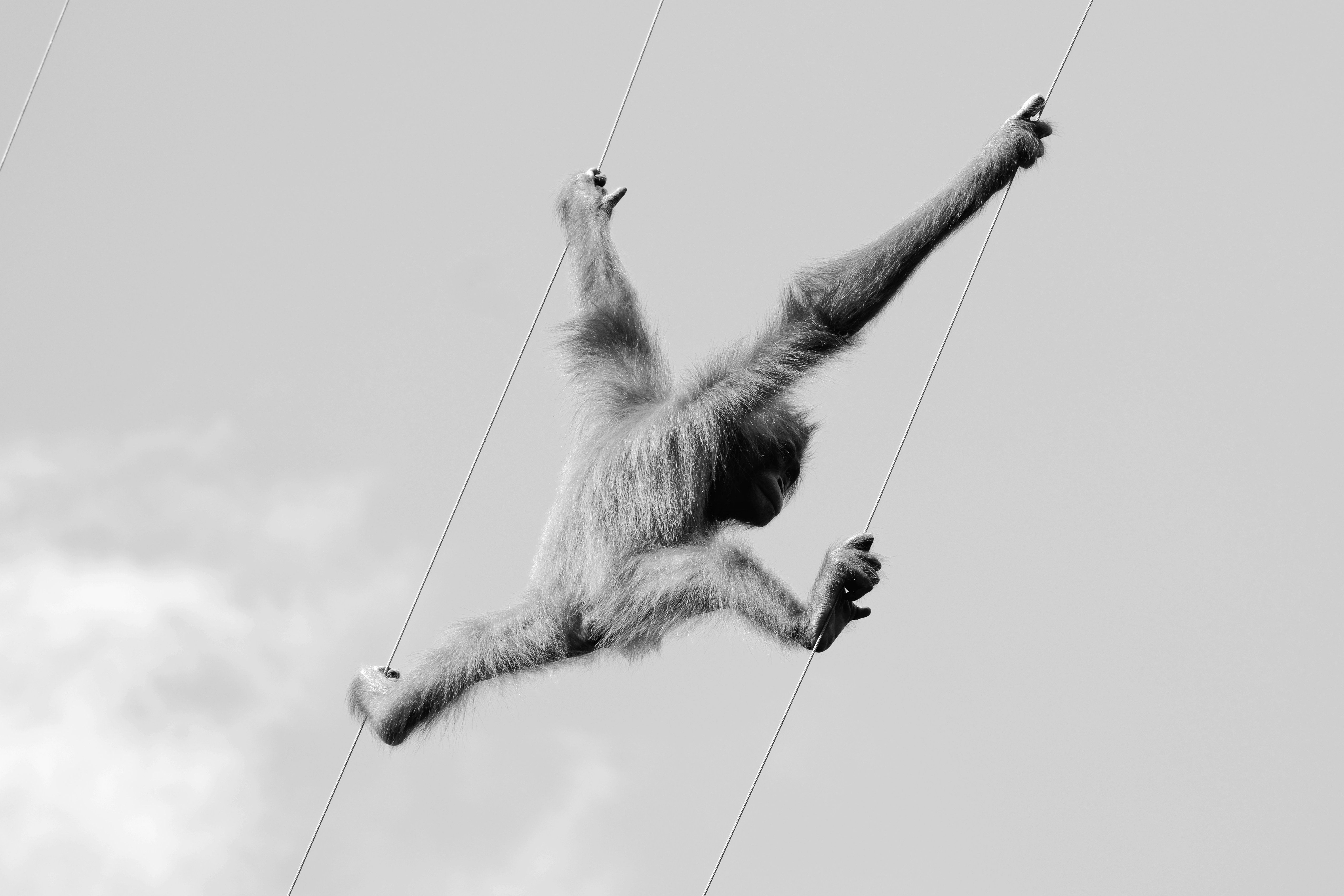 A monkey that is flying through the air