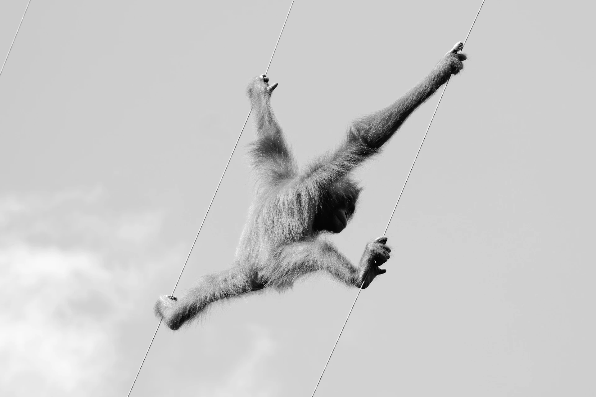 A monkey that is flying through the air