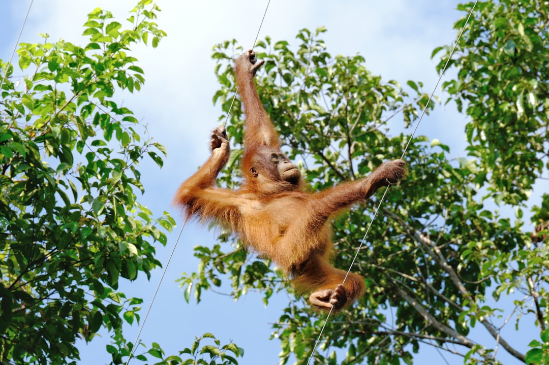 An oranguel hanging from a rope in a tree