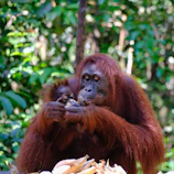An adult oranguel holding a baby in its arms