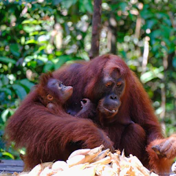 A mother oranguel holding her baby in her arms