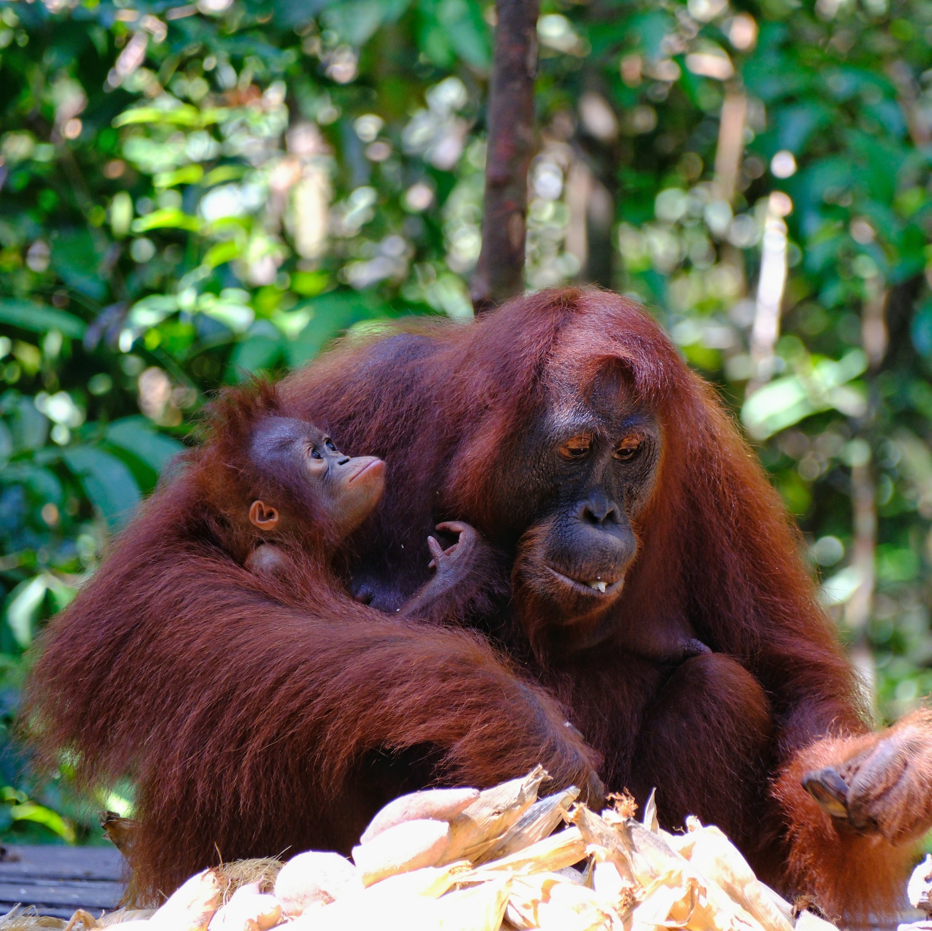 A mother oranguel holding her baby in her arms