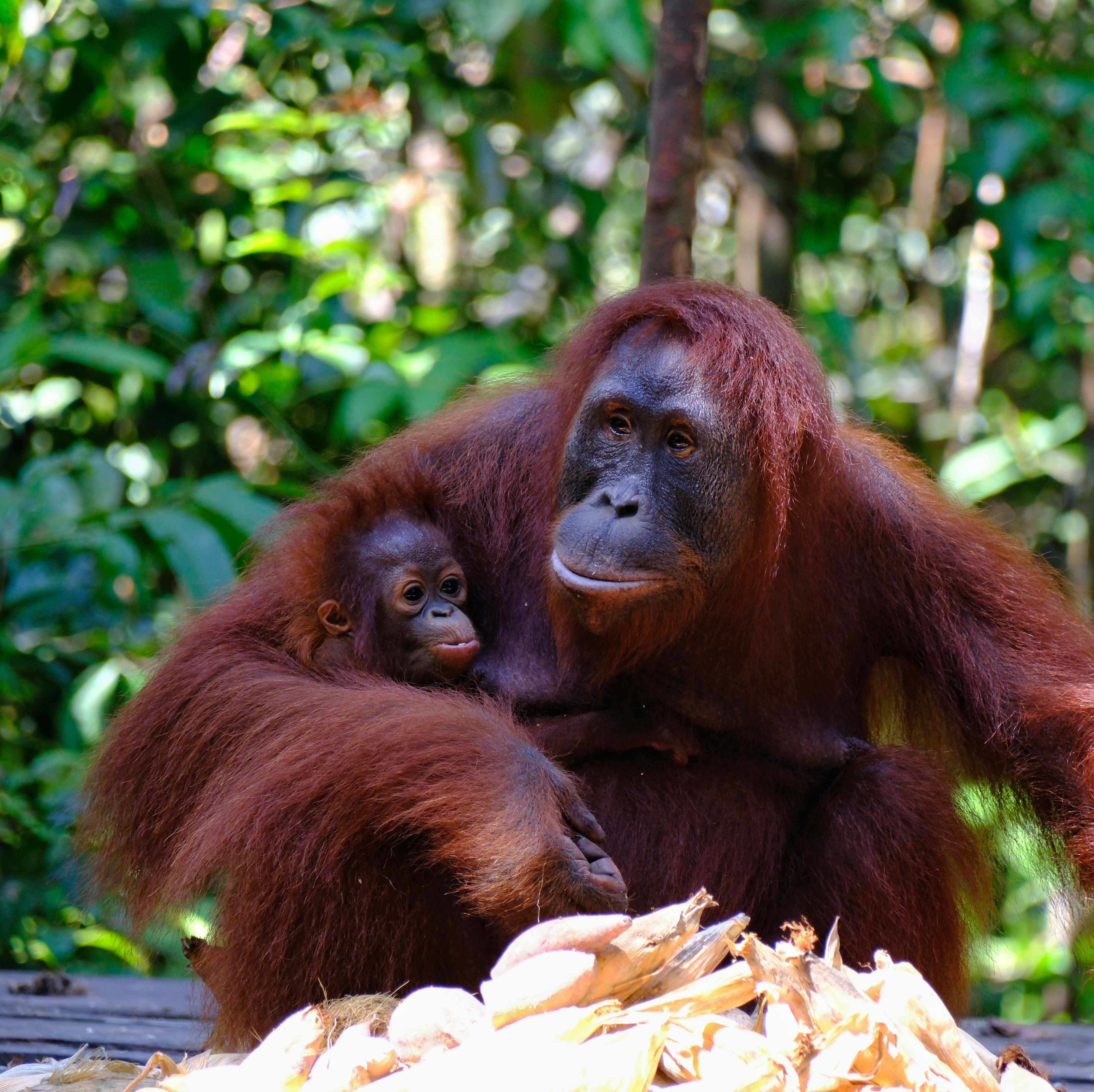 A mother oranguel holding her baby in her arms
