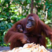 A mother oranguel holding her baby in her arms