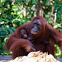 A mother oranguel holding her baby in her arms