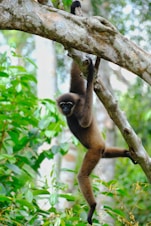 A monkey hanging from a tree branch in a forest