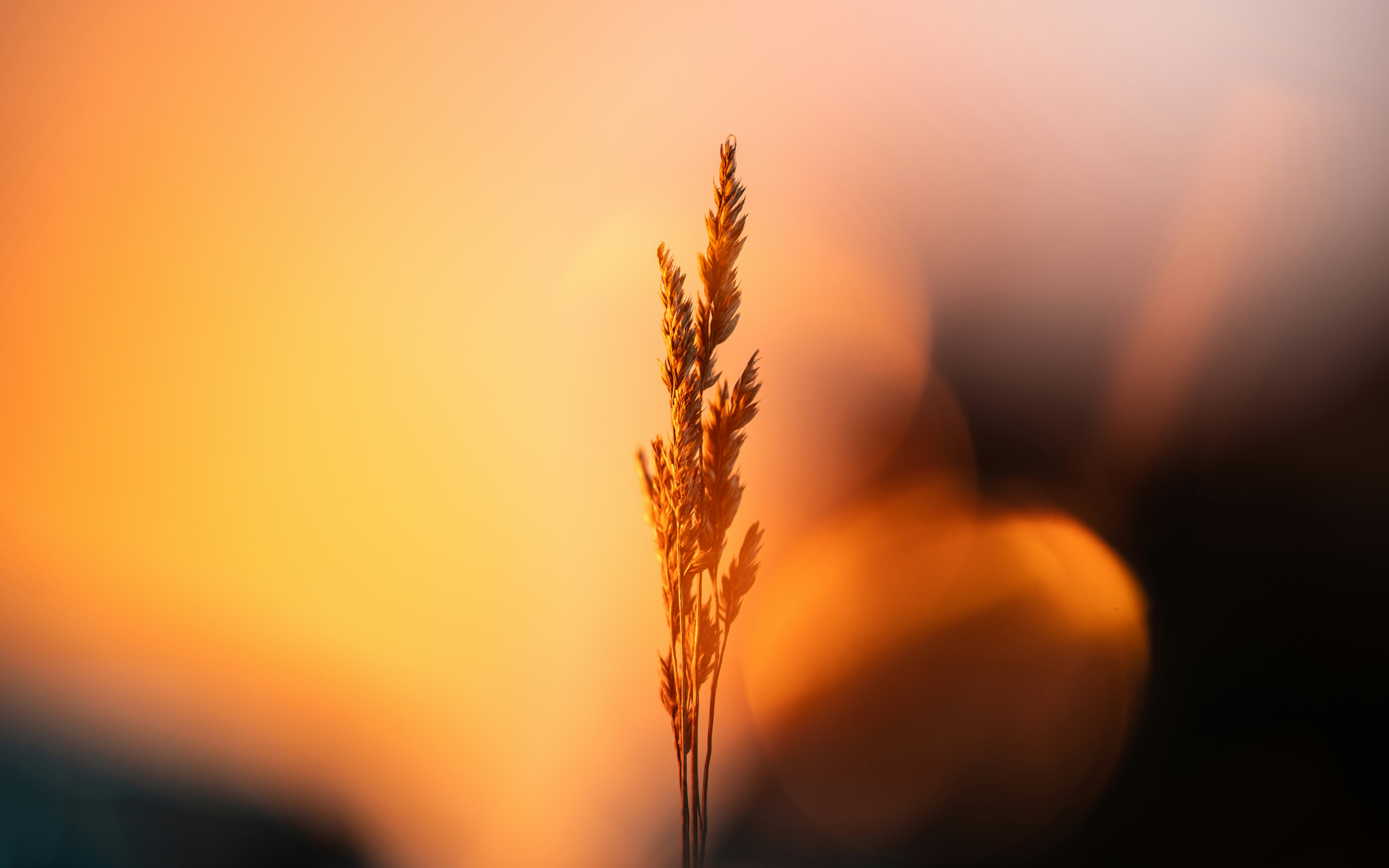 A blurry photo of a plant in front of a sunset