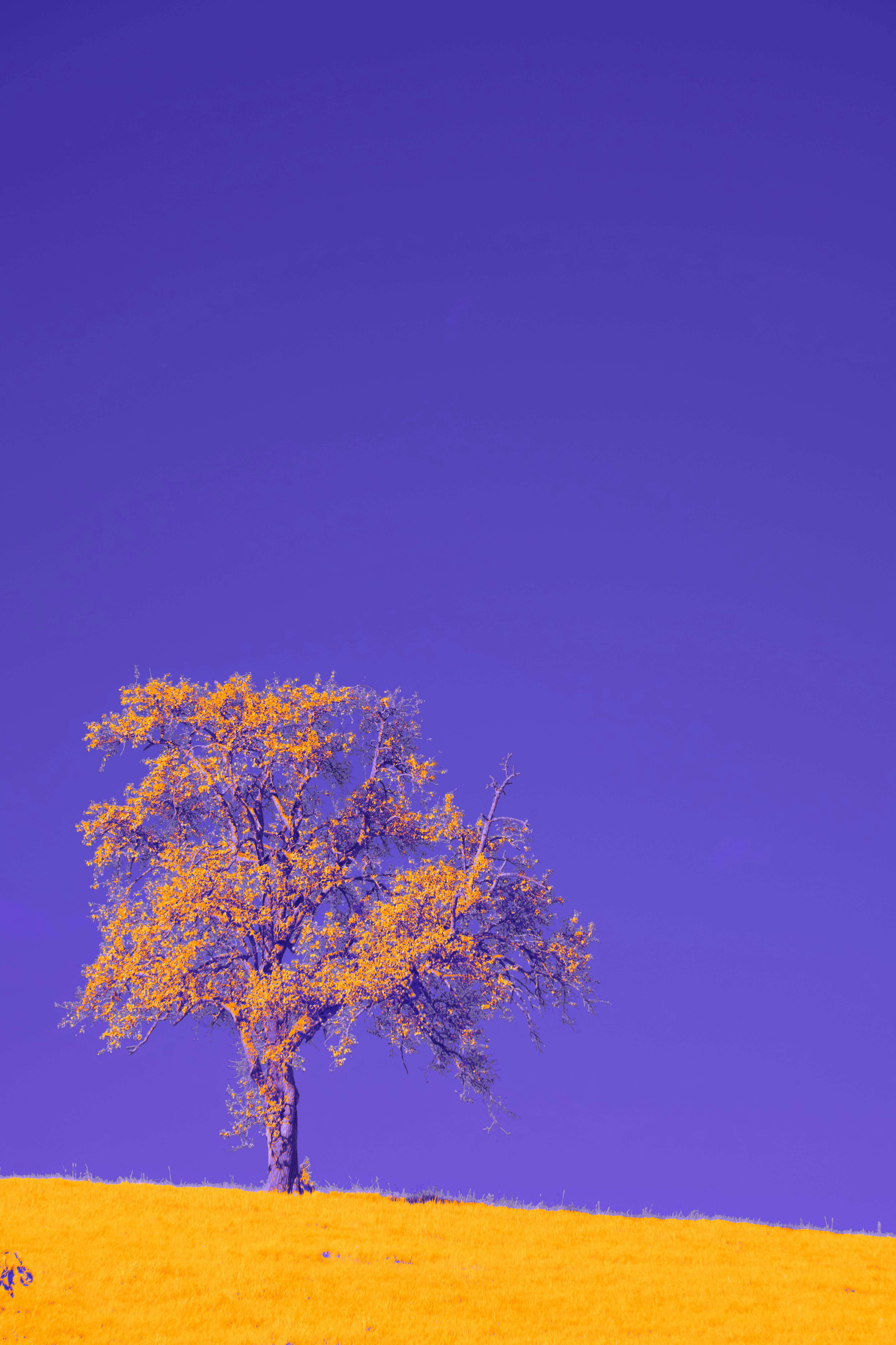 Photo by wolfgang_hasselmann