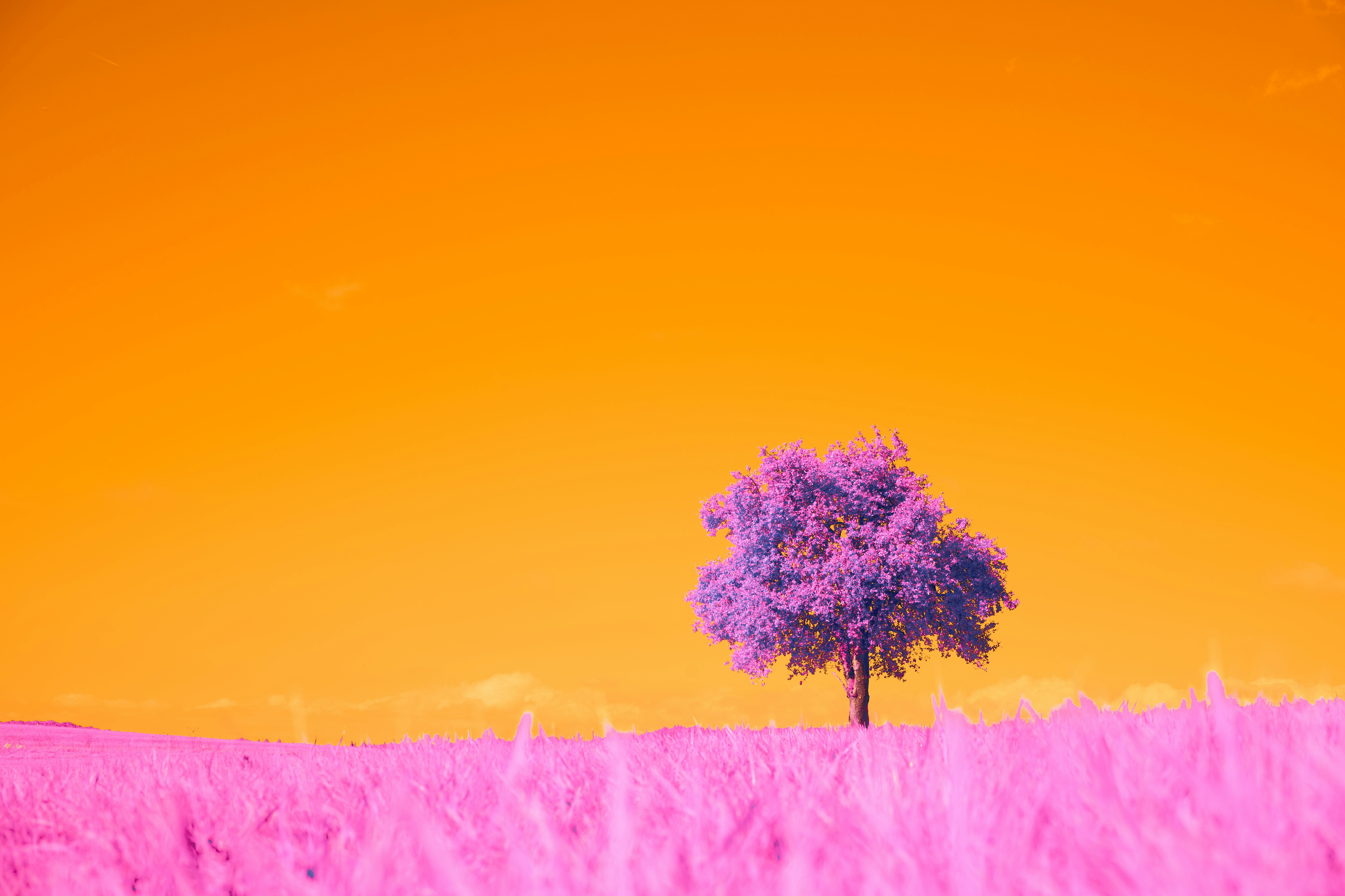 Photo by wolfgang_hasselmann