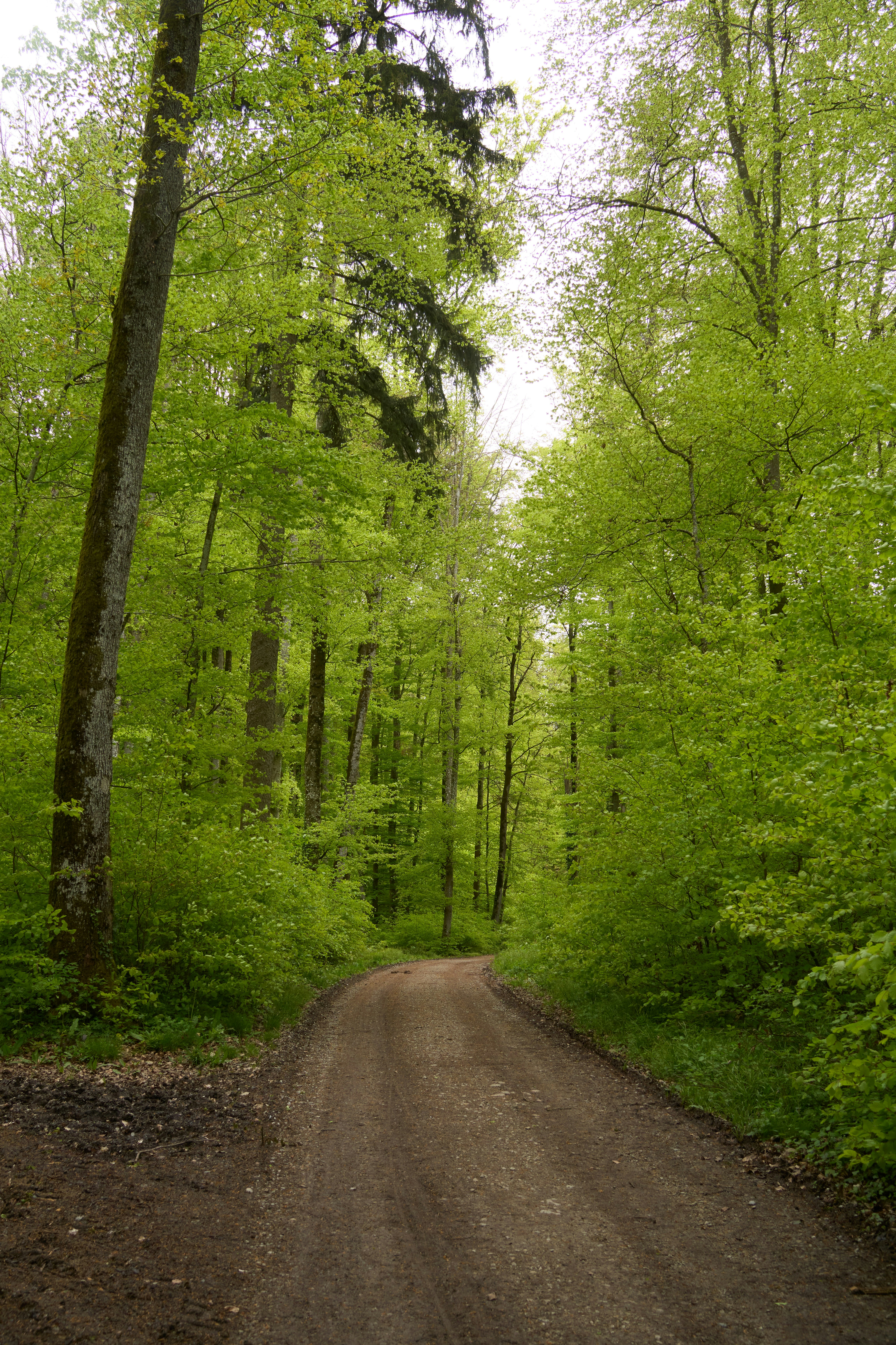 Photo by wolfgang_hasselmann