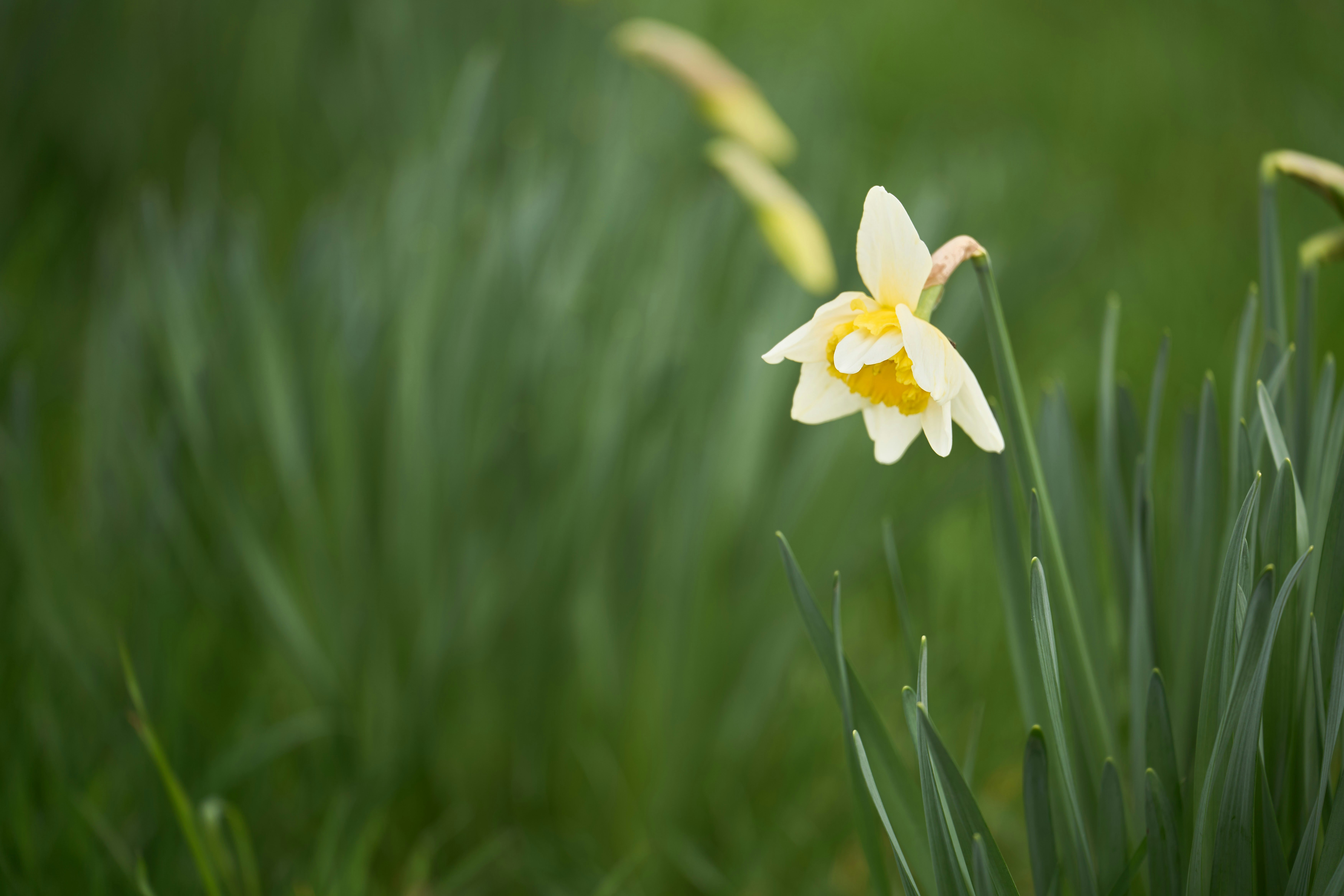 Photo by wolfgang_hasselmann