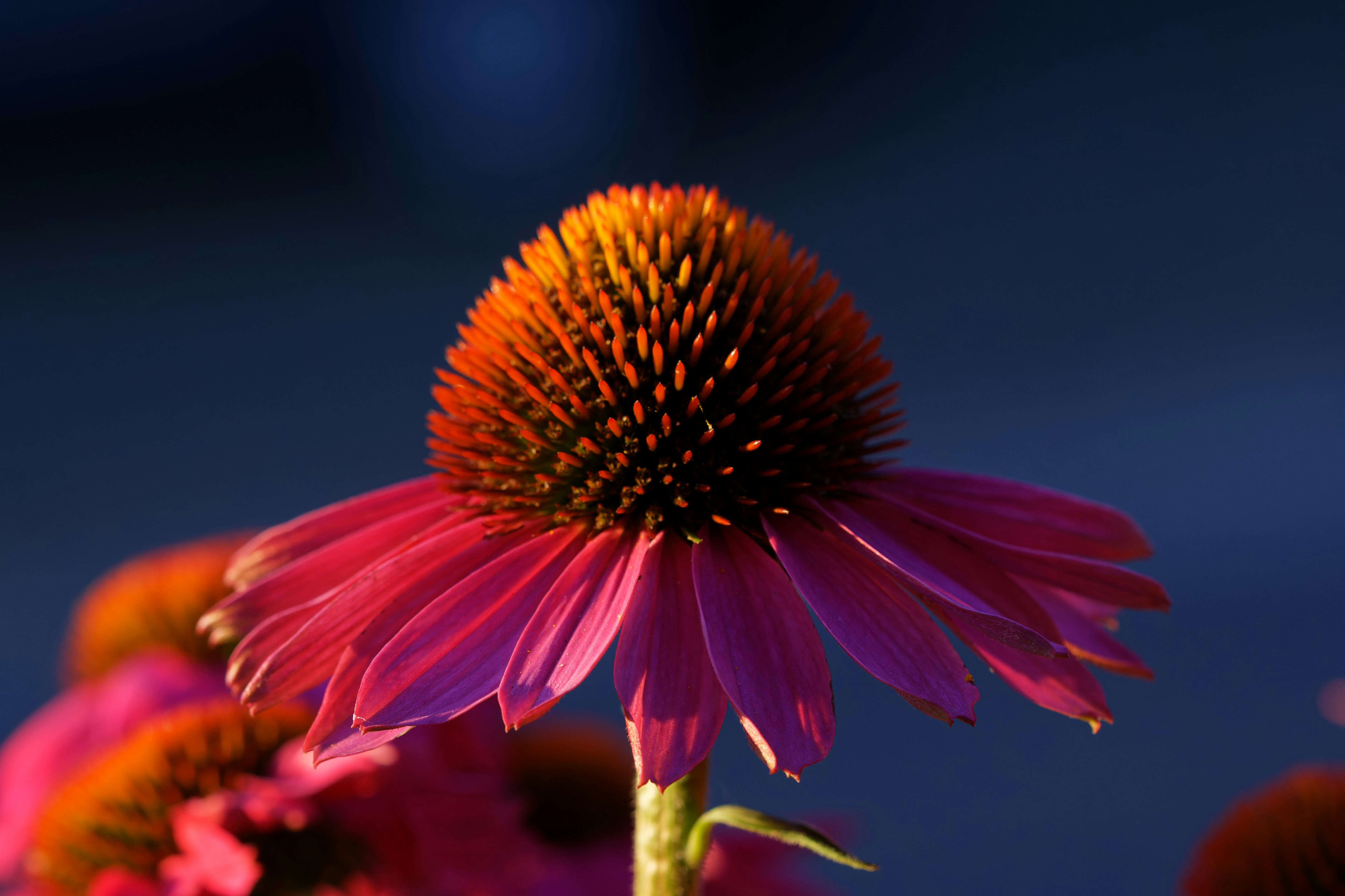 A close up of a flower with a blurry background
