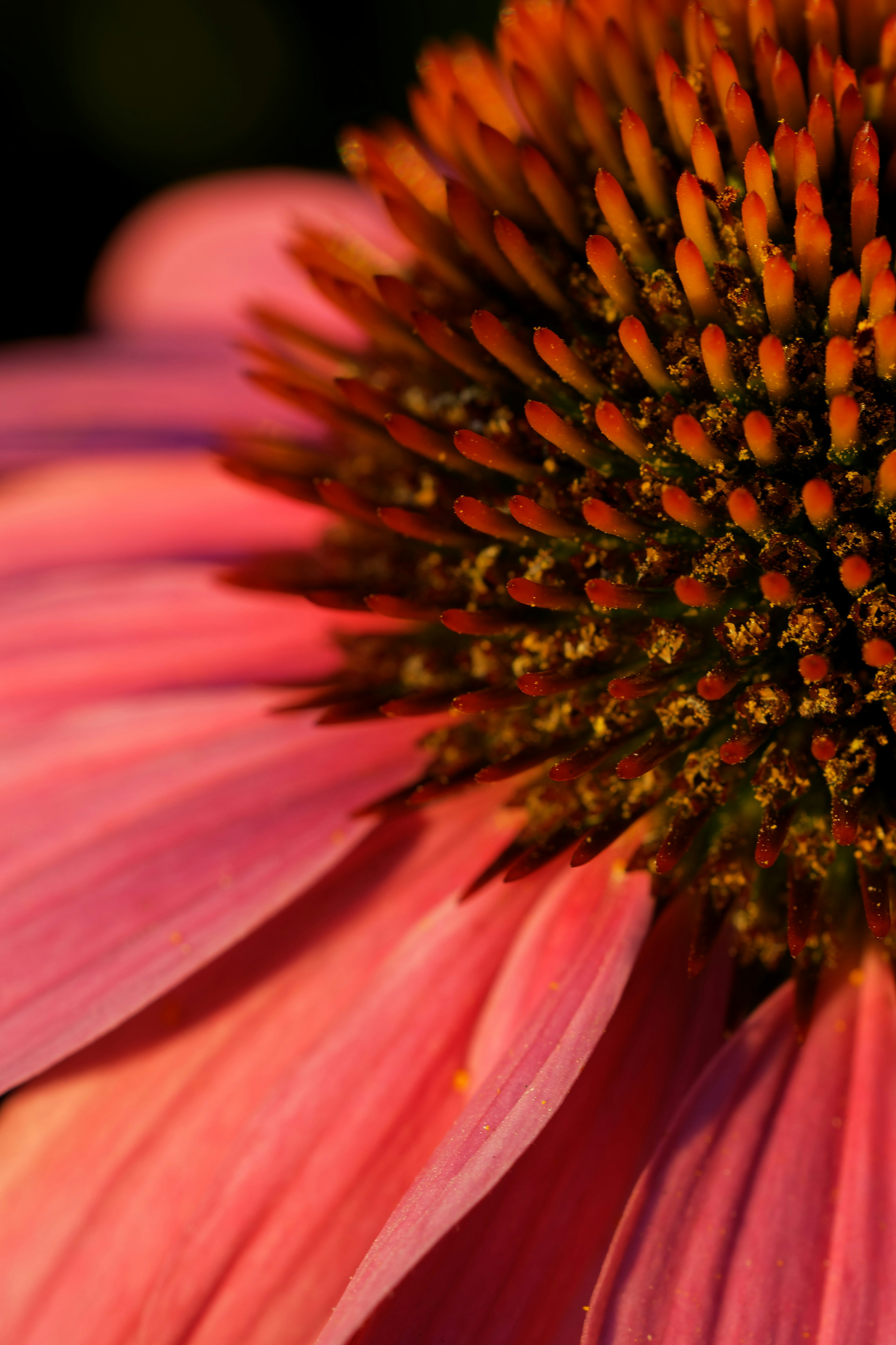 echinacea plant