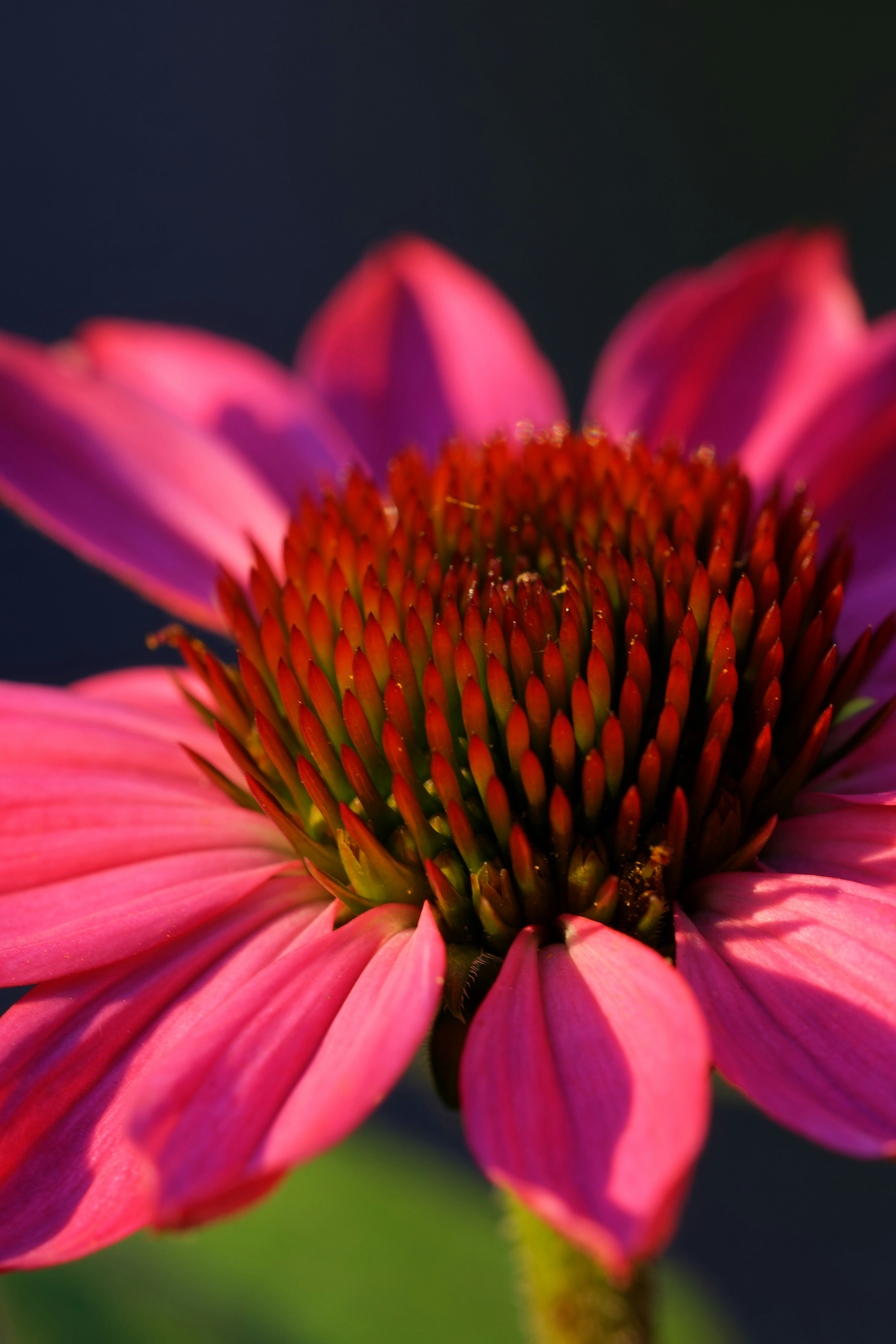 A close up of a pink flower with green leaves