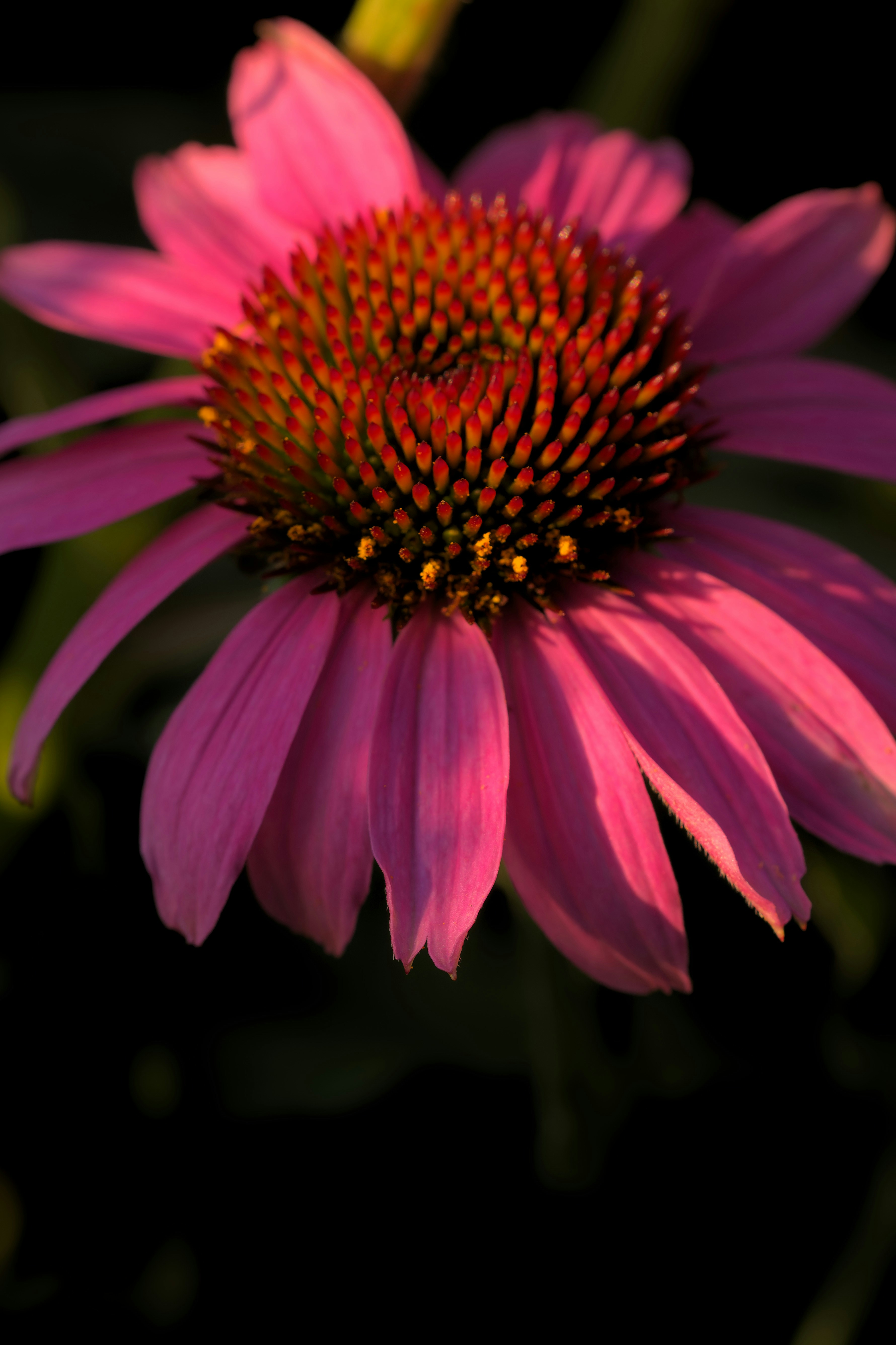 A close up of a pink flower with a black background