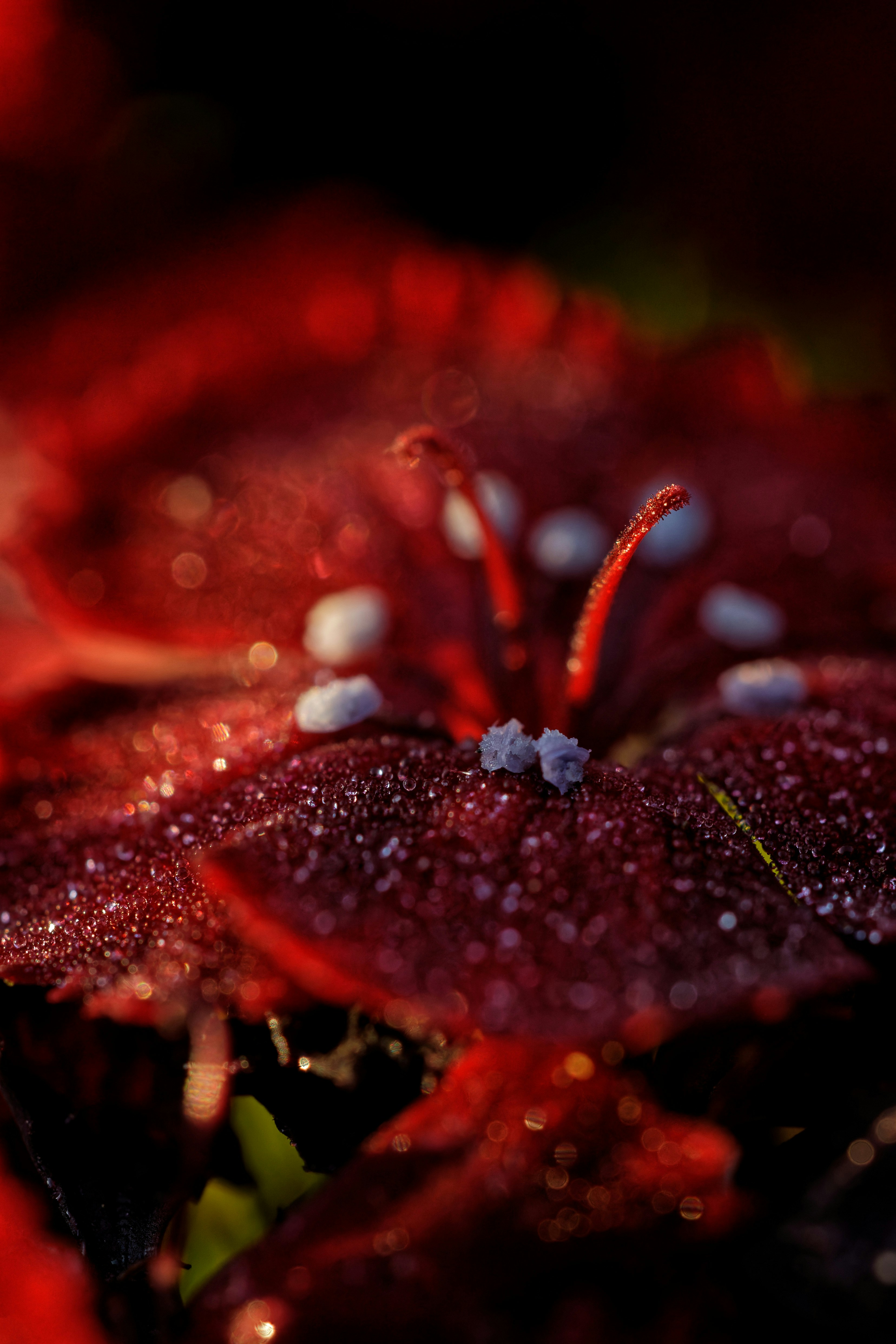 A close up of a red flower with drops of water on it