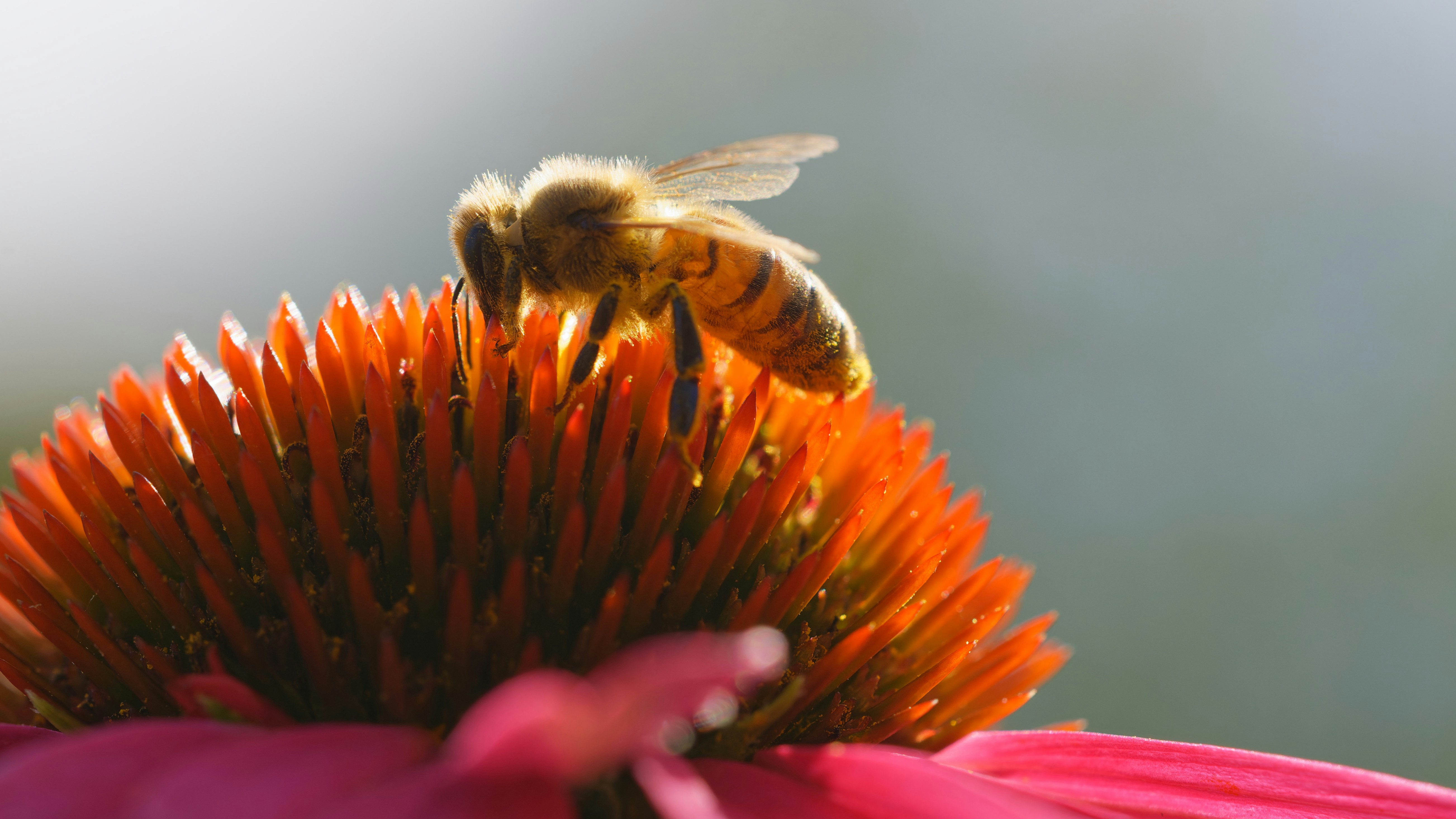 A bee sitting on top of a pink flower