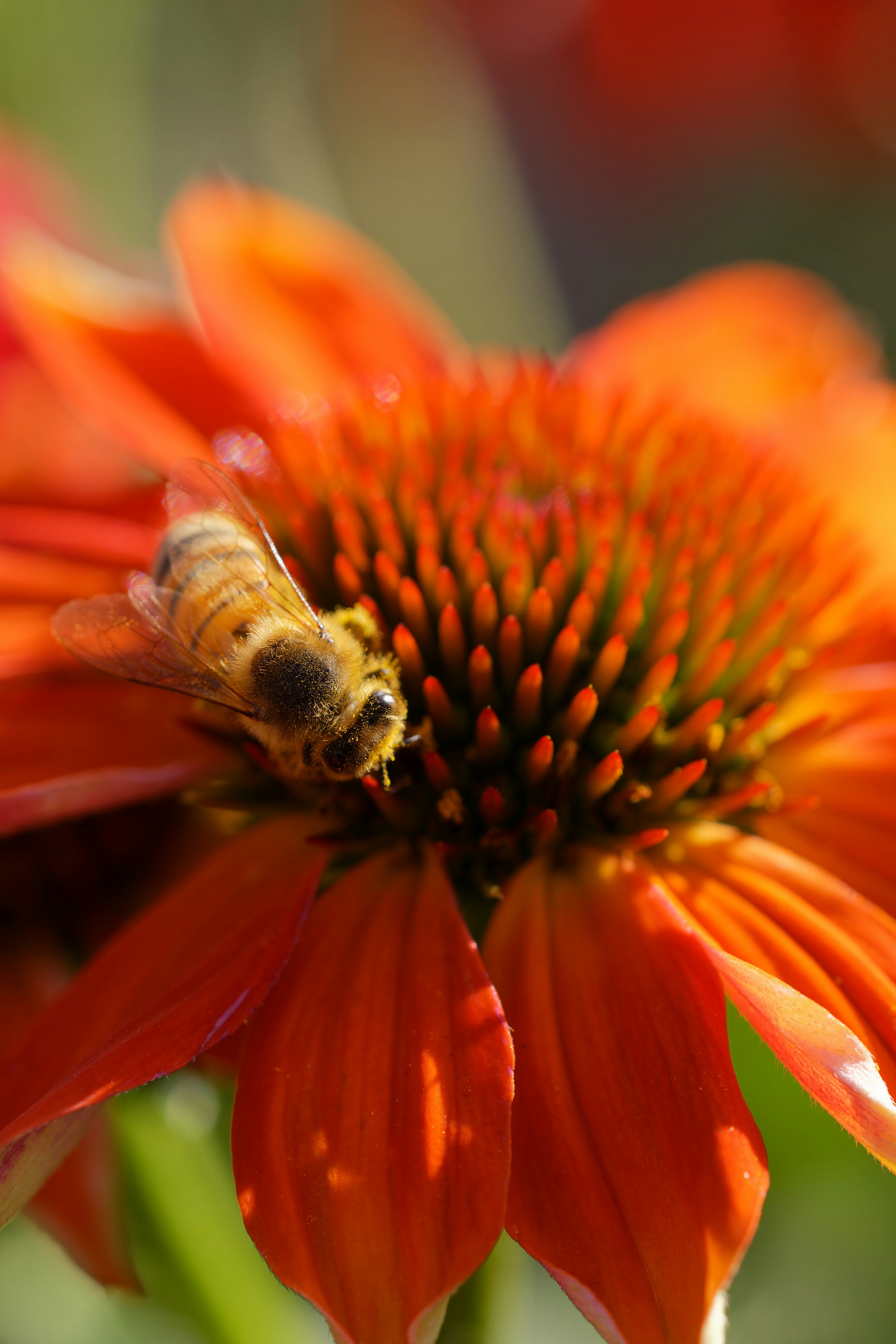A close up of a flower with a bee on it