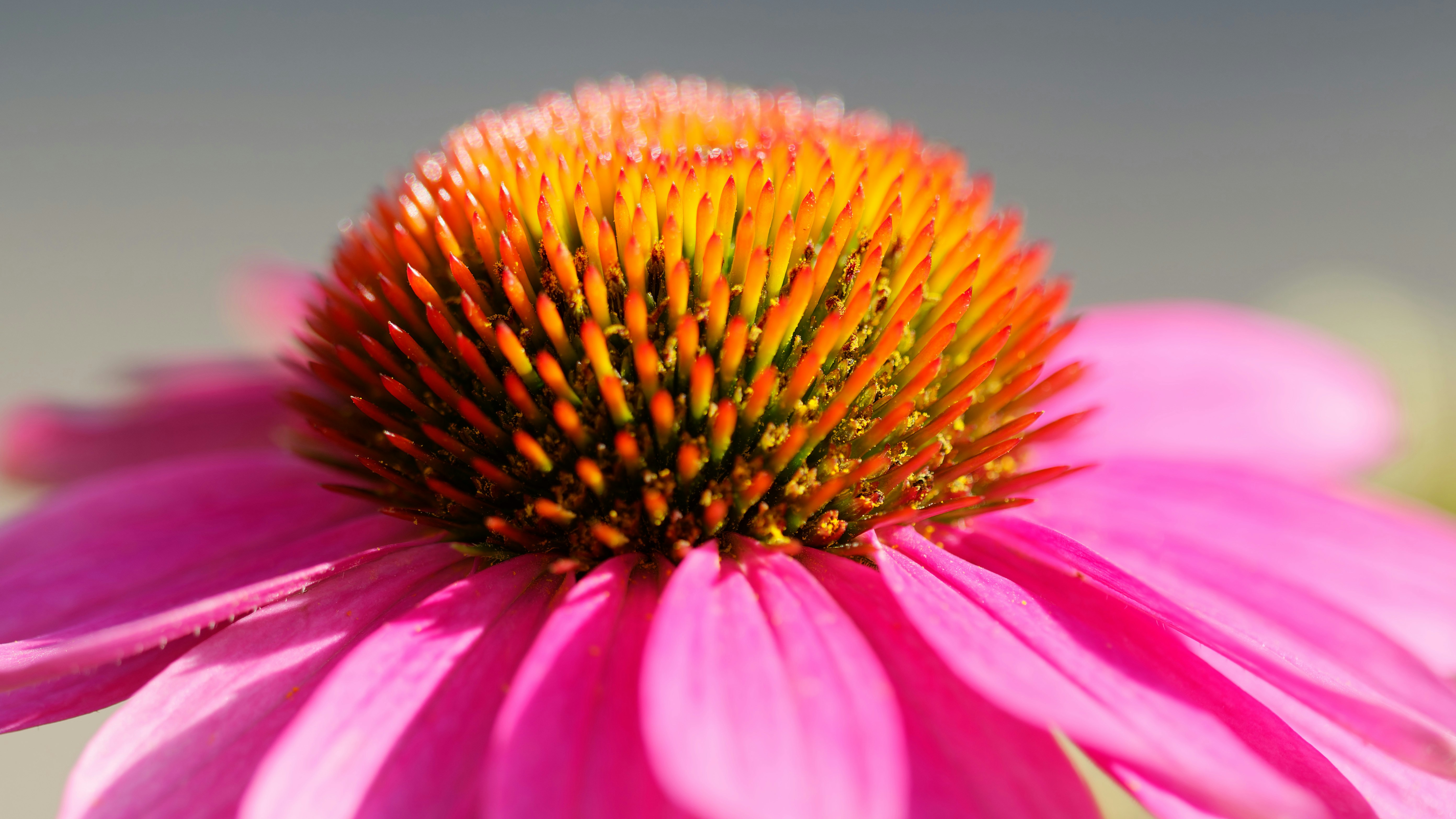 A close up of a pink flower with a yellow center