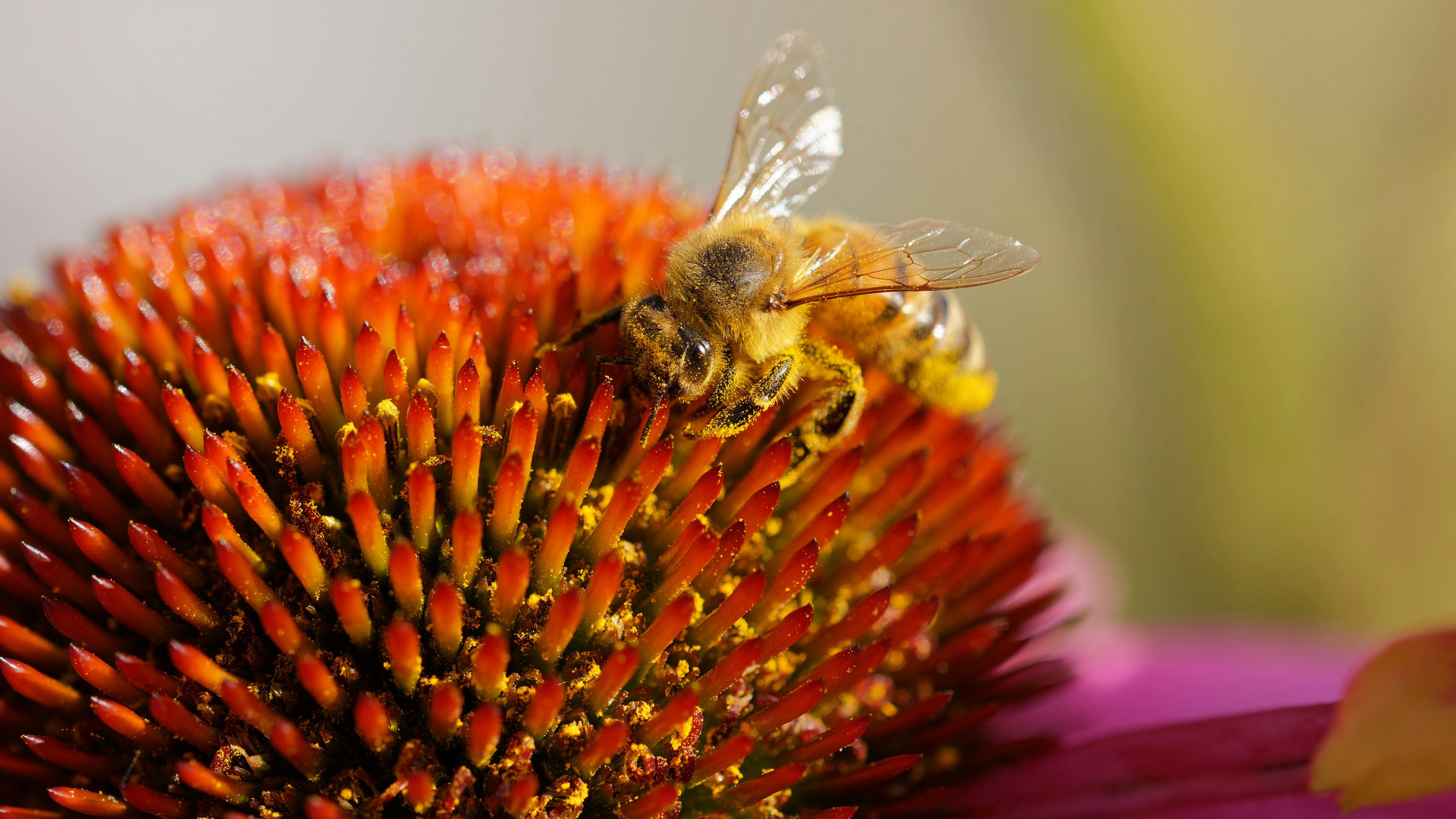A bee sitting on top of a purple flower
