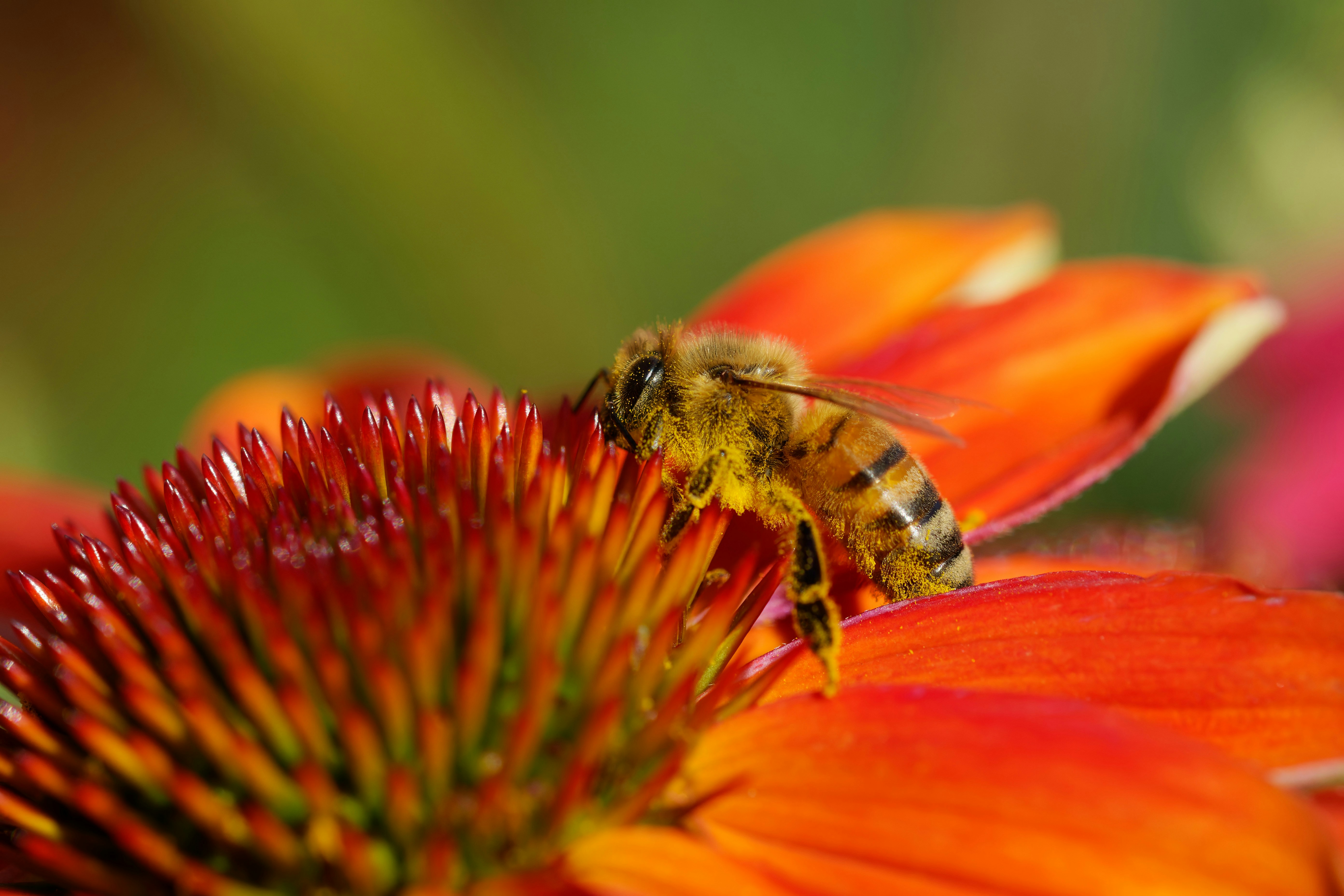 A bee is sitting on a flower with a blurry background