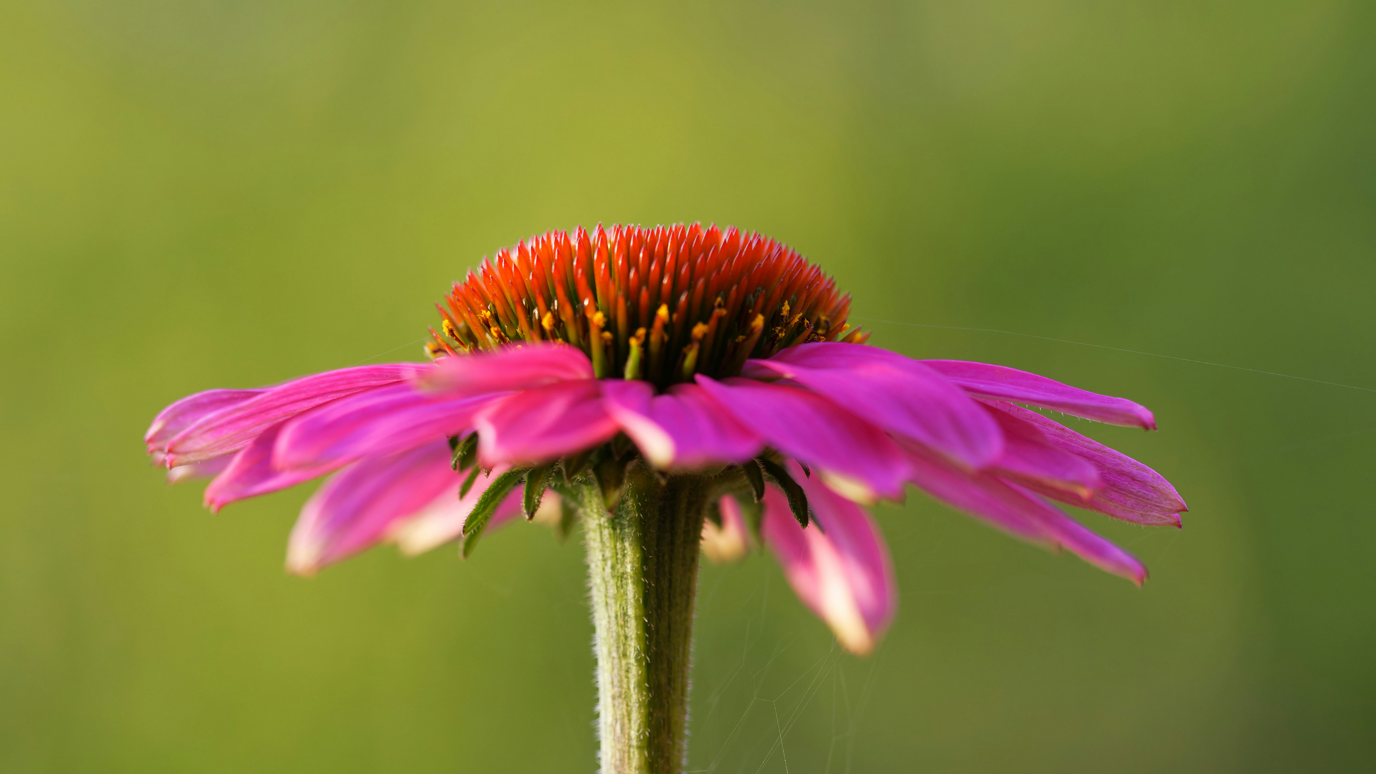 A single pink flower with a blurry background
