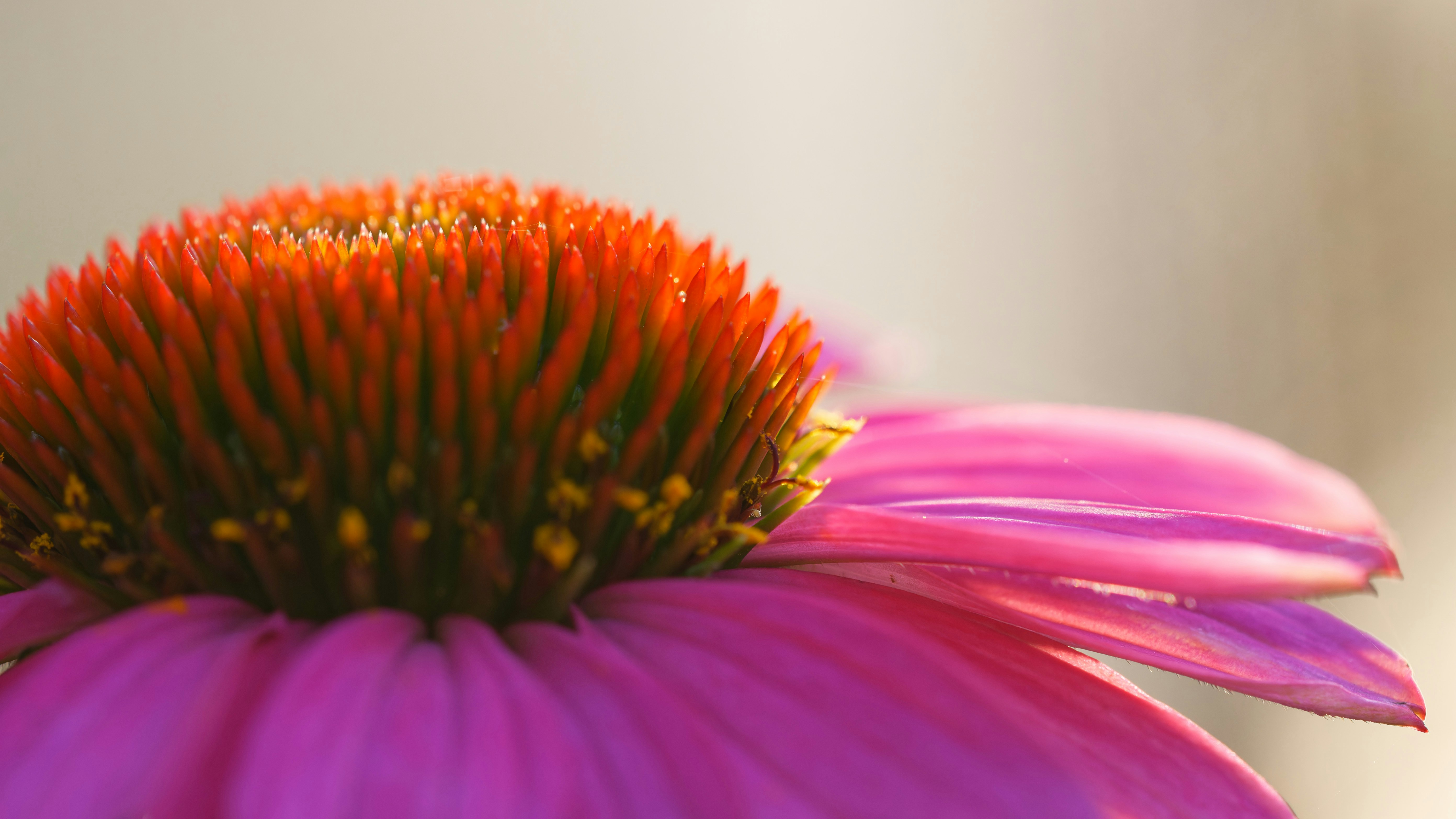 A close up of a flower with a blurry background