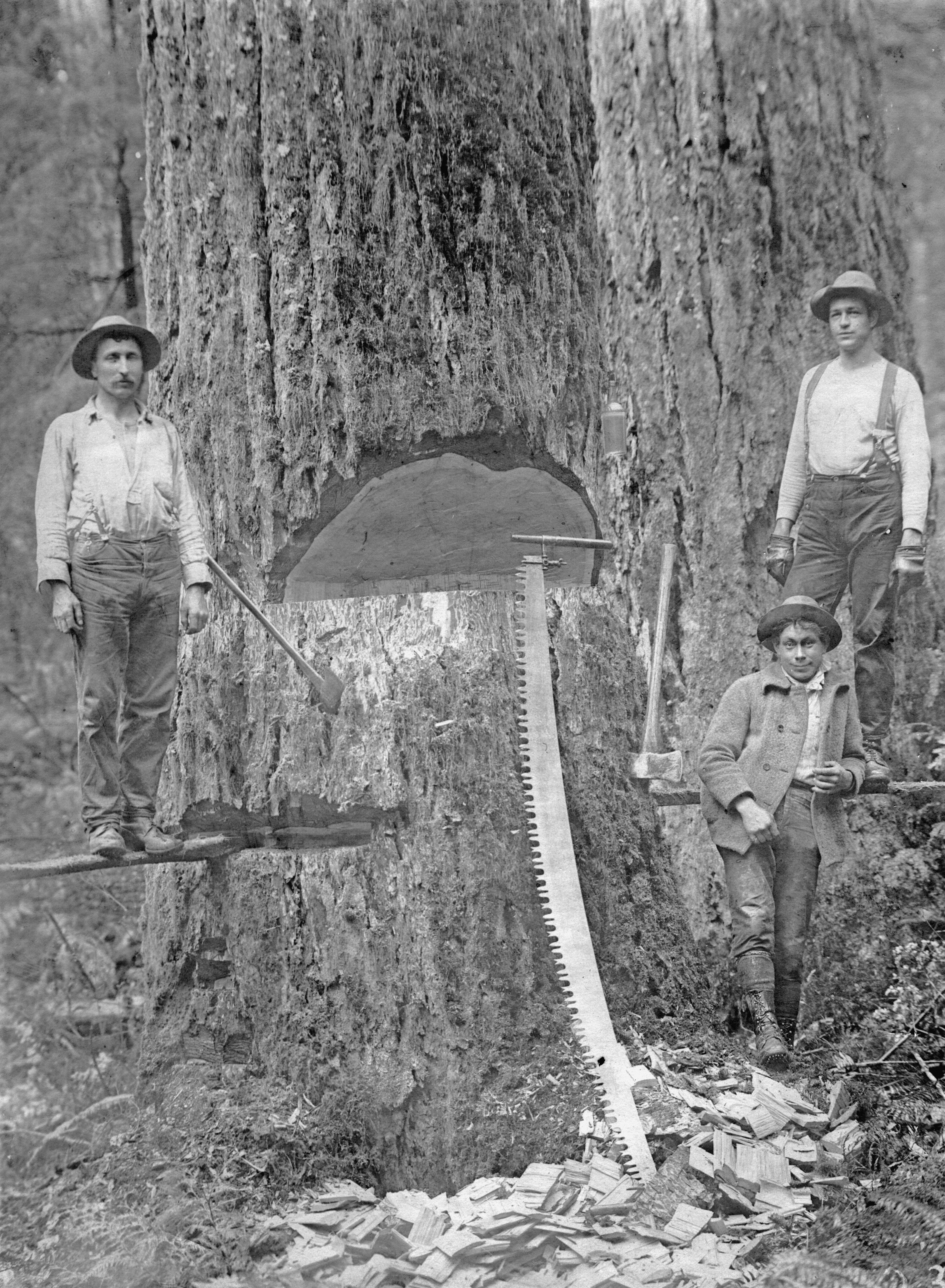 A large tree being felled in a forest.