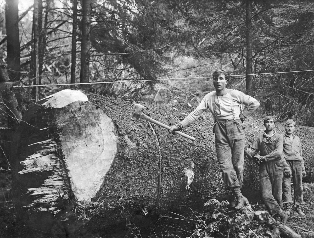An archival photo of lumberjacks posing beside a giant felled tree