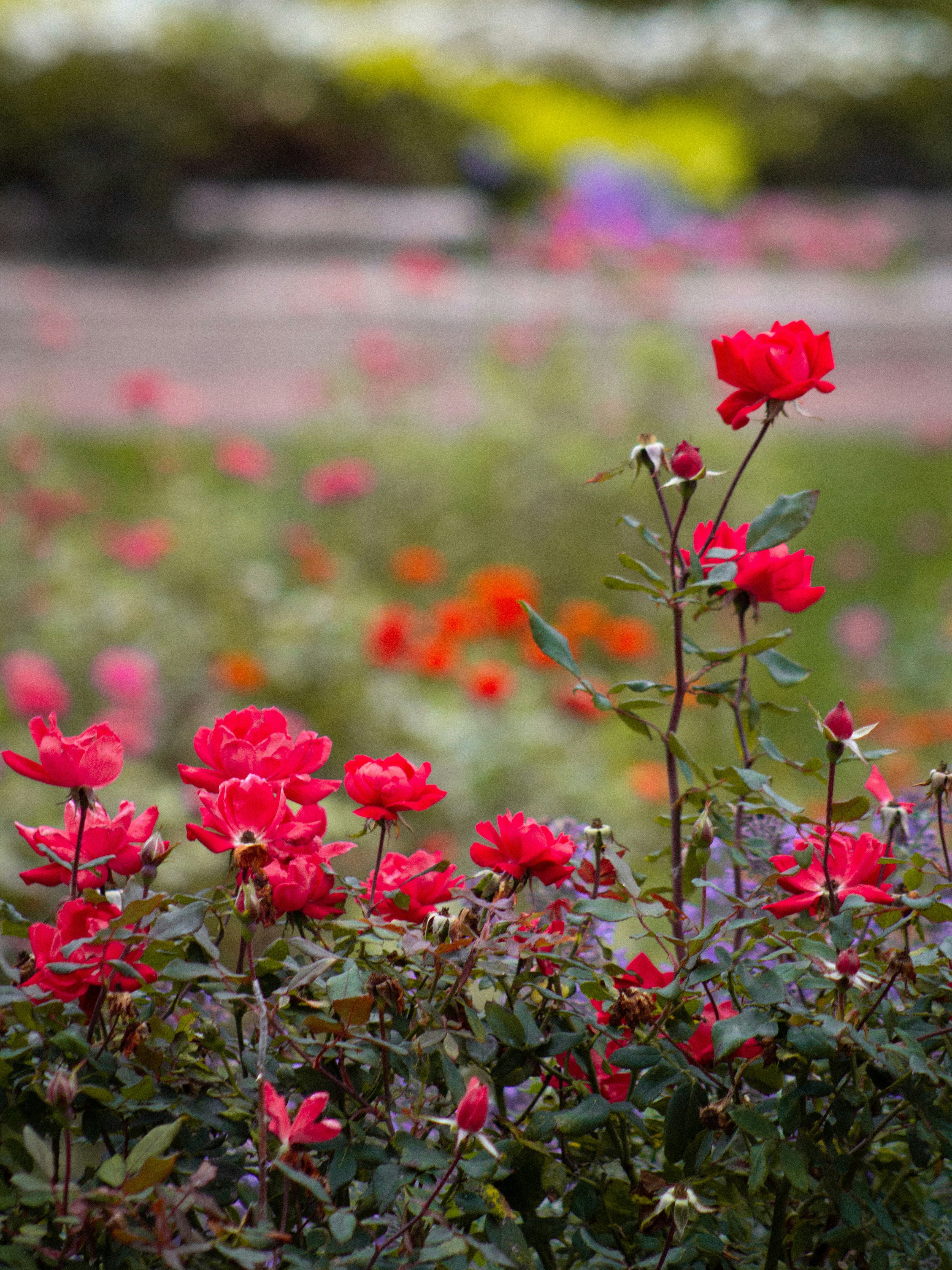 Photo by charlysey278