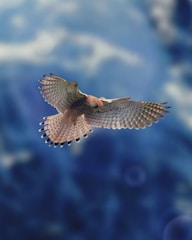 A bird flying through the air with a blurry background