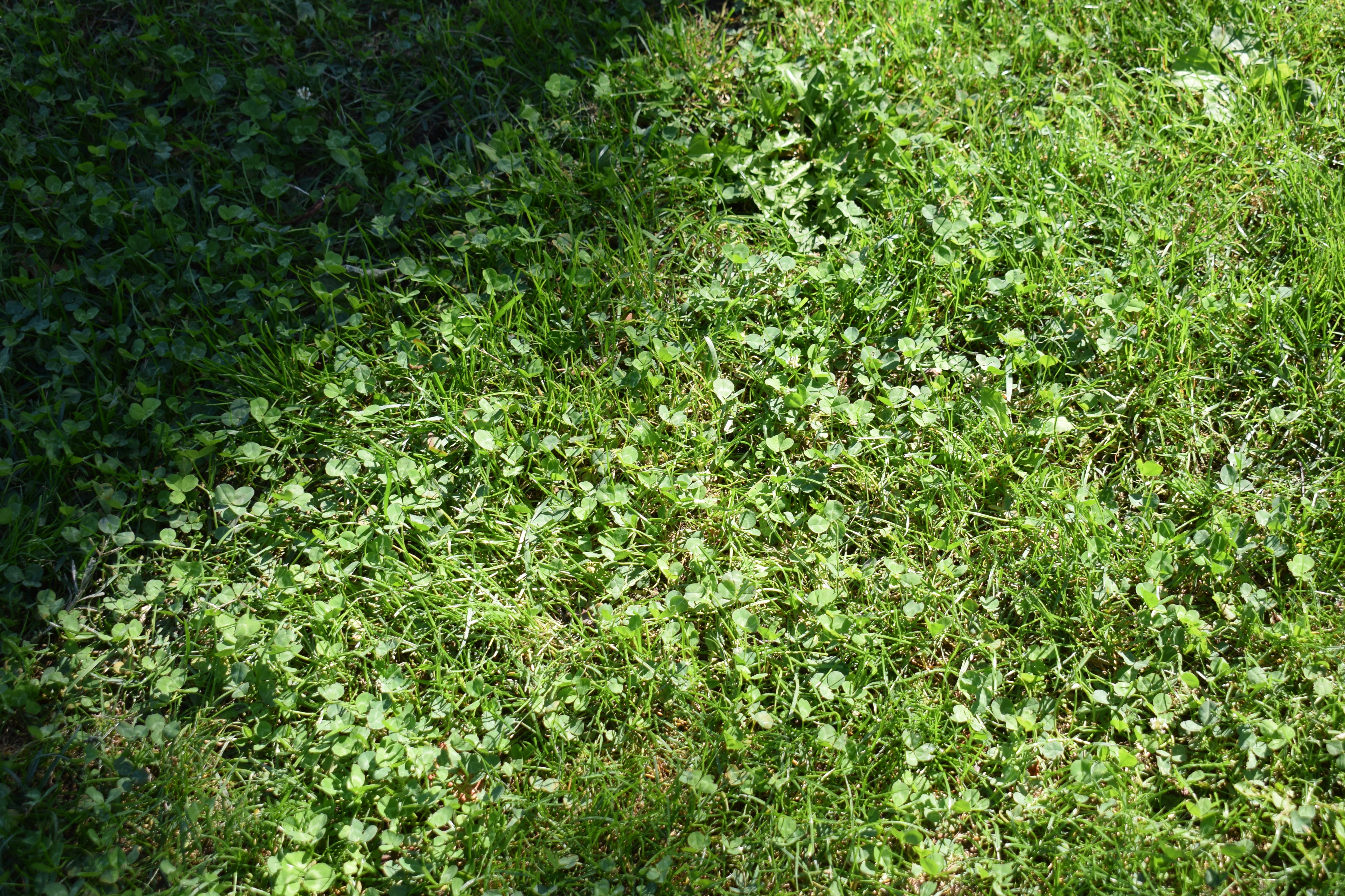 A dog standing on top of a lush green field