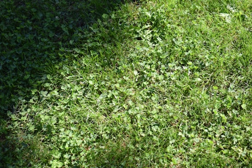A dog standing on top of a lush green field