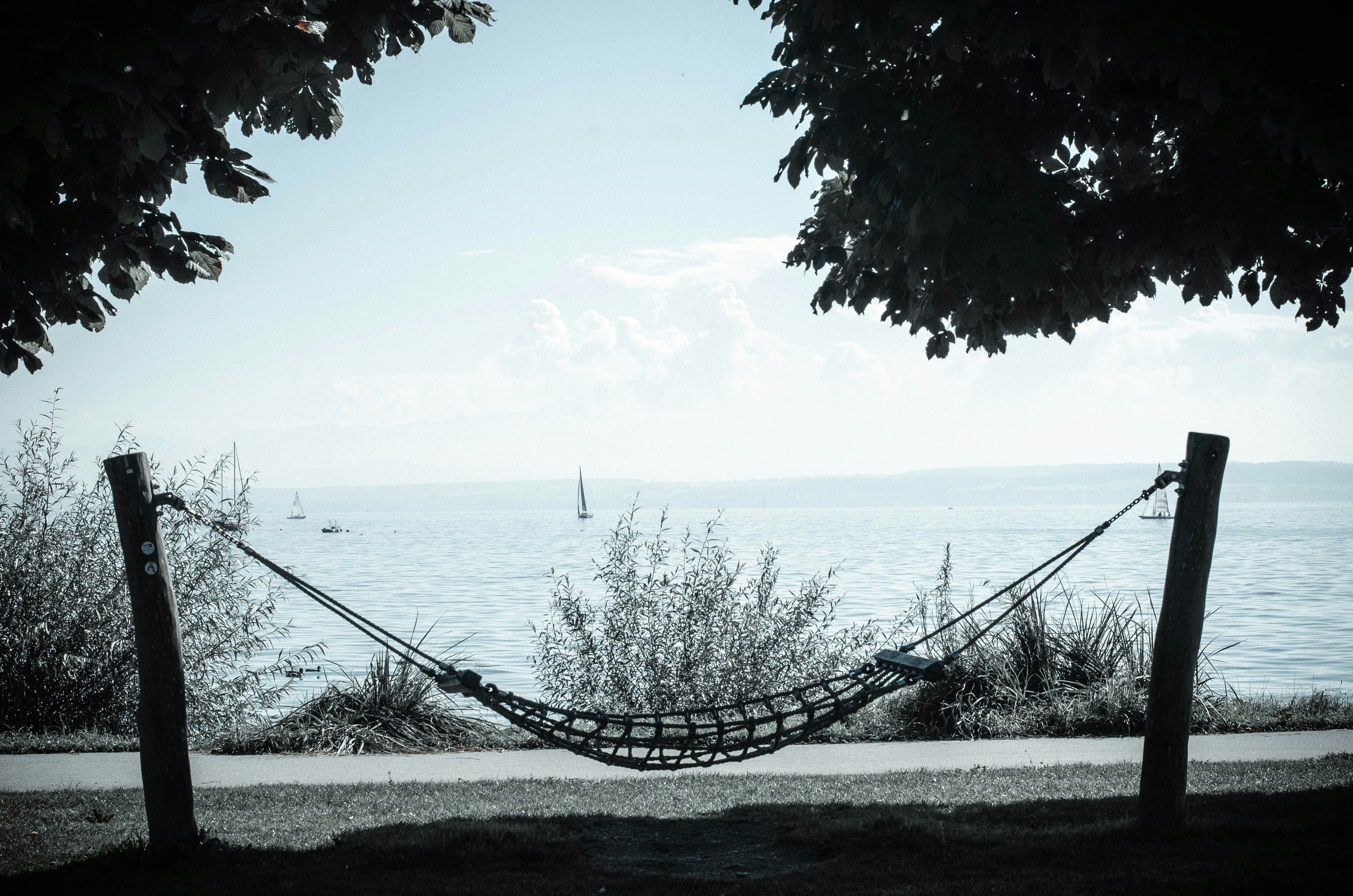 A hammock hanging from a tree near the ocean