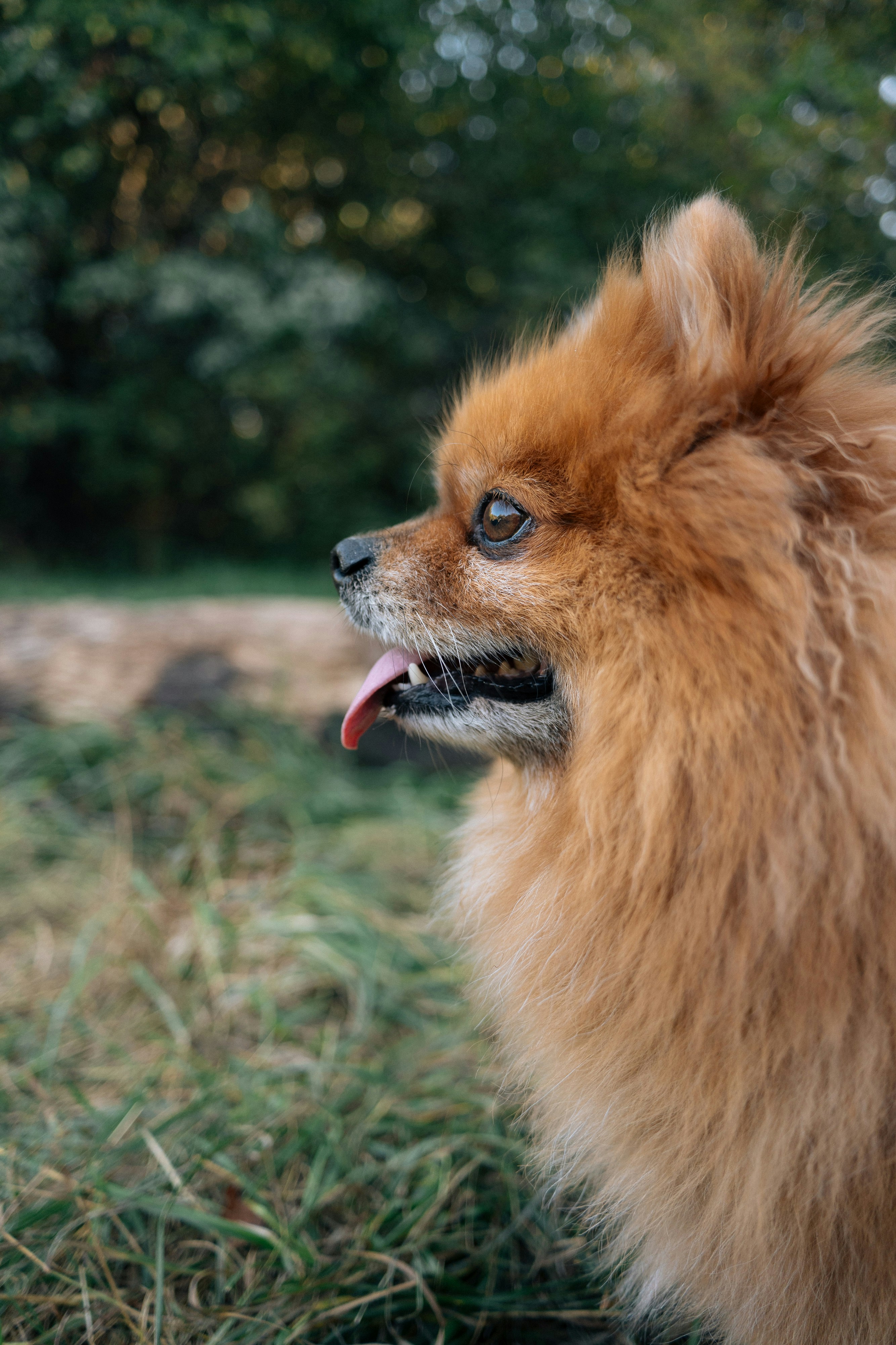 A small brown dog standing on top of a grass covered field