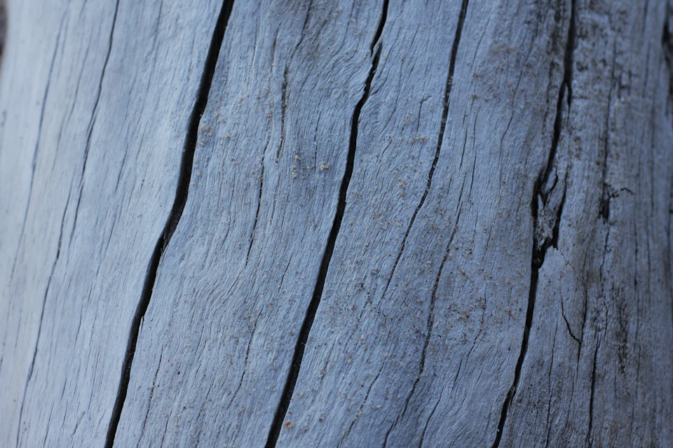 Close-up view of weathered tree trunk with rough texture in shades of blue and gray