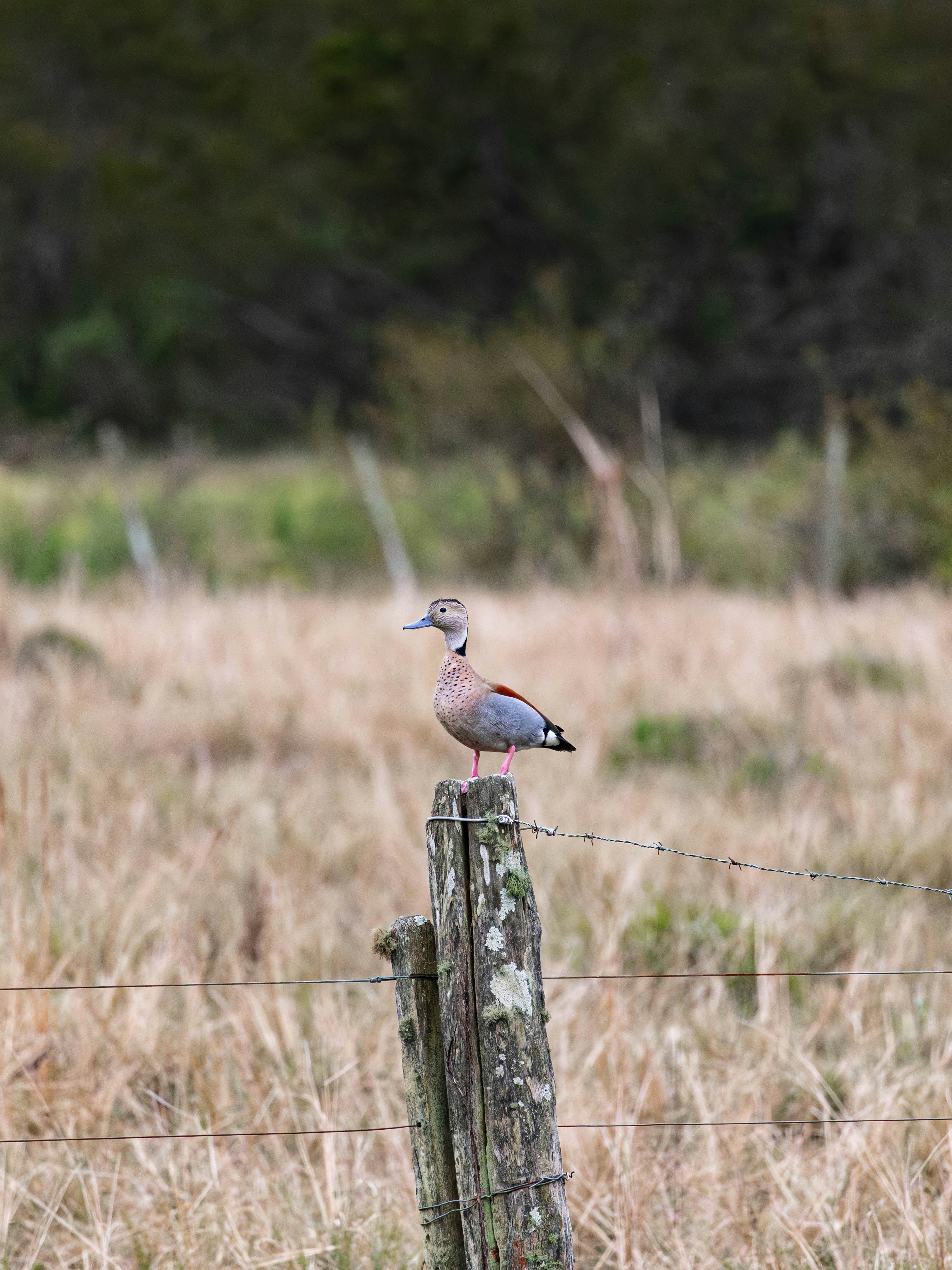 Photo by matheuskprot