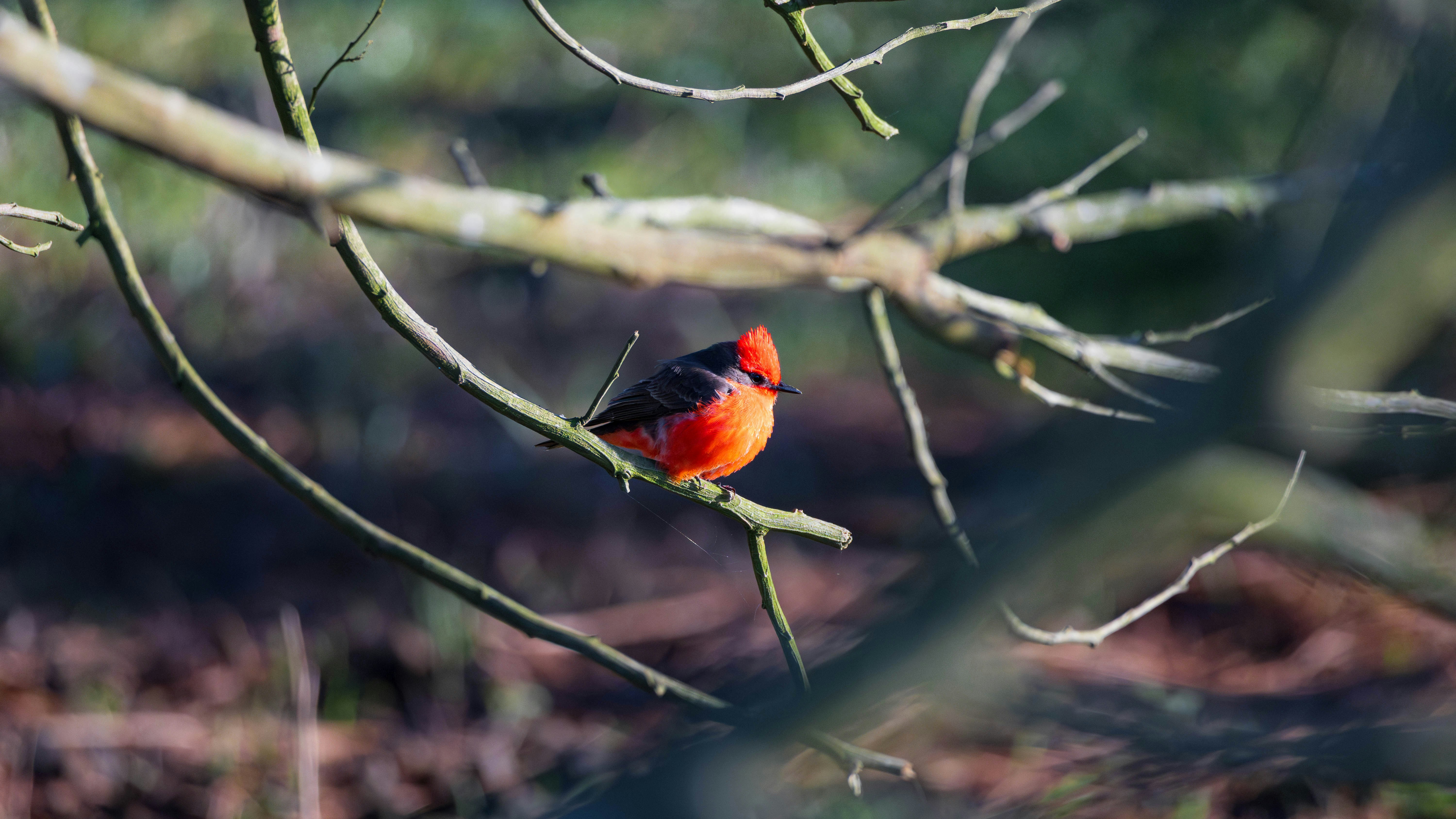 Photo by matheuskprot