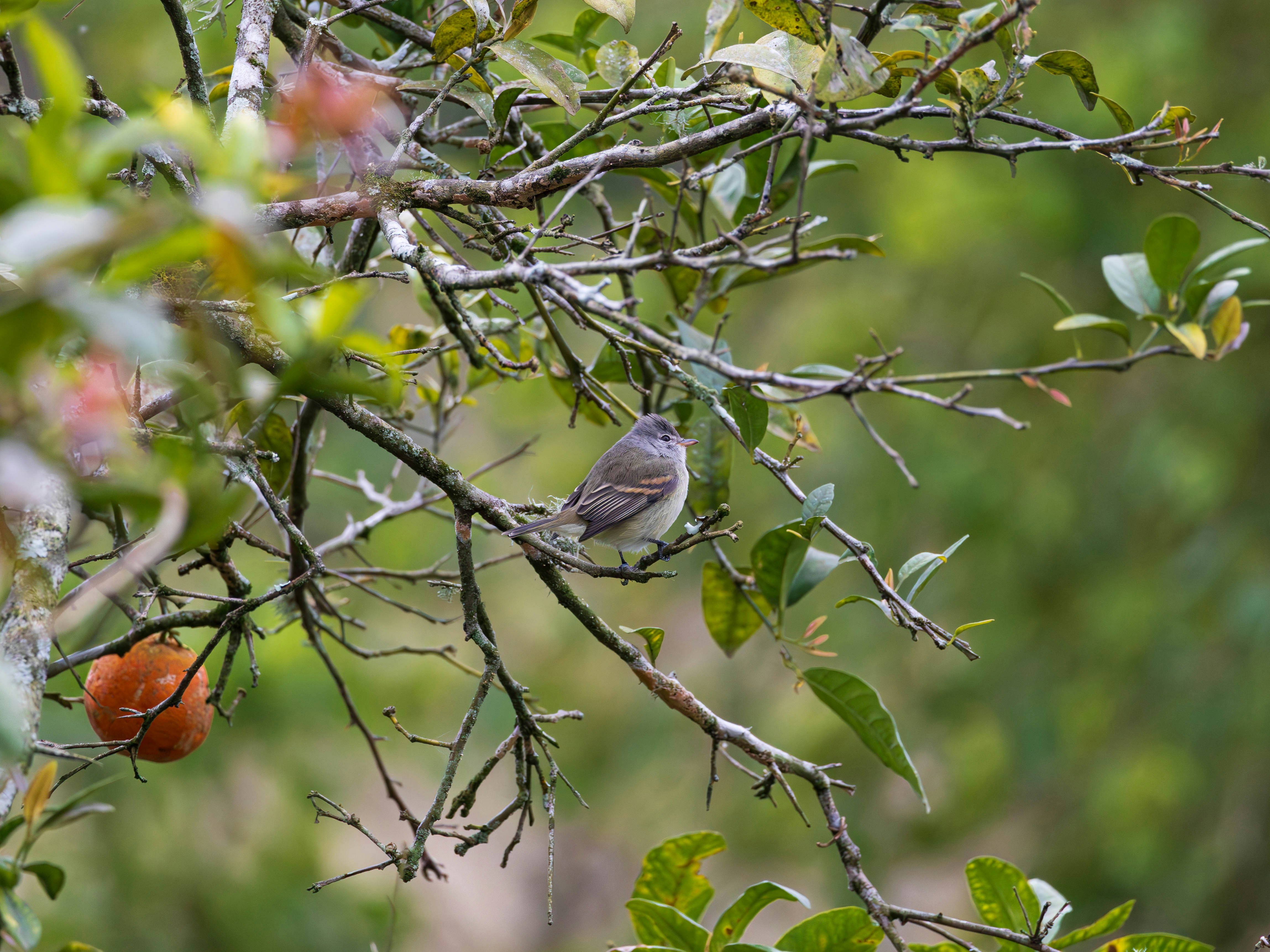 Photo by matheuskprot