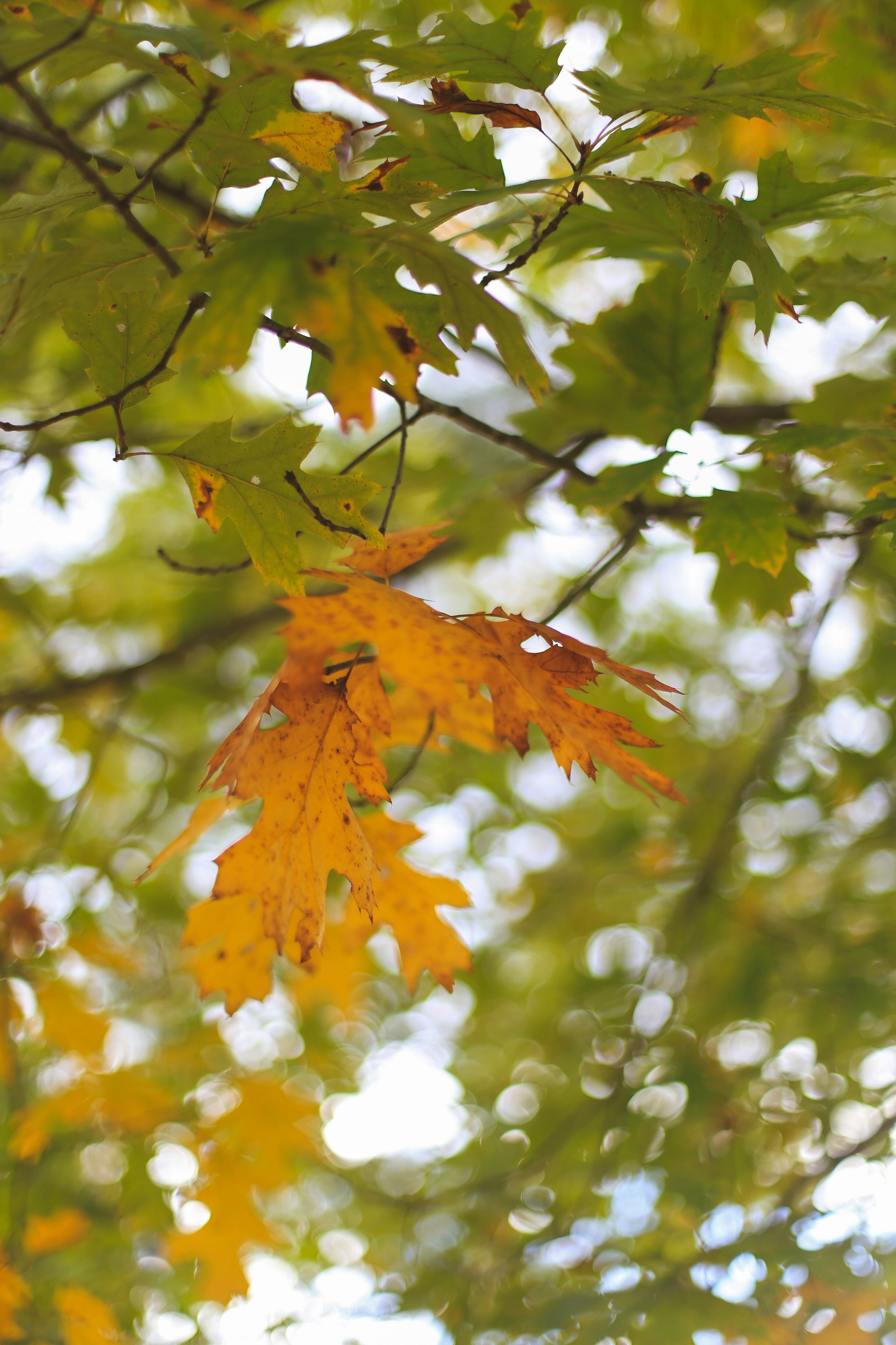 Photo by jessicalfadel