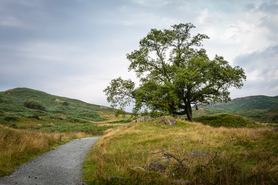 Serene landscape features a solitary tree on a grassy hill surrounded by dry grass and