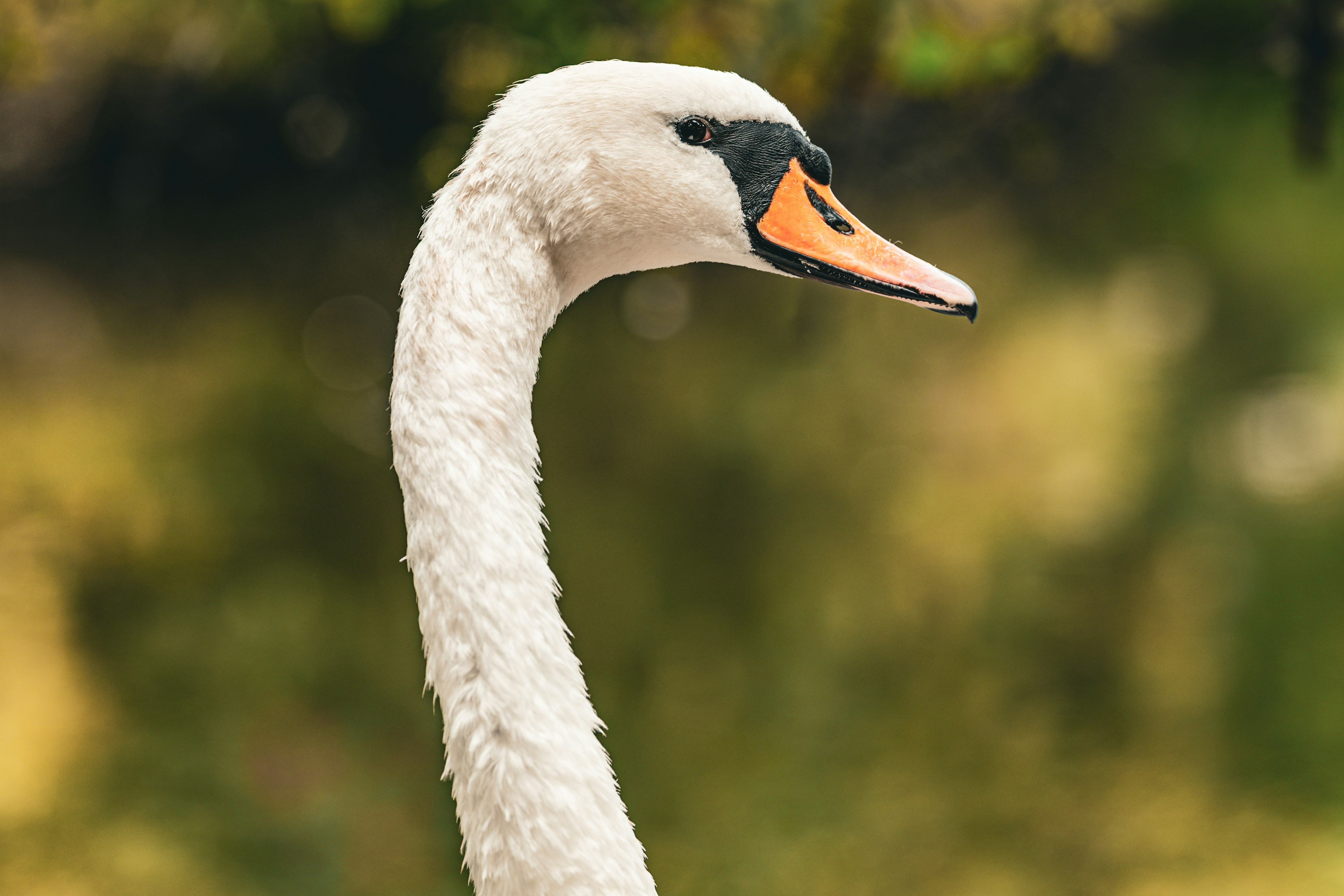 A close up of a white swan with an orange beak