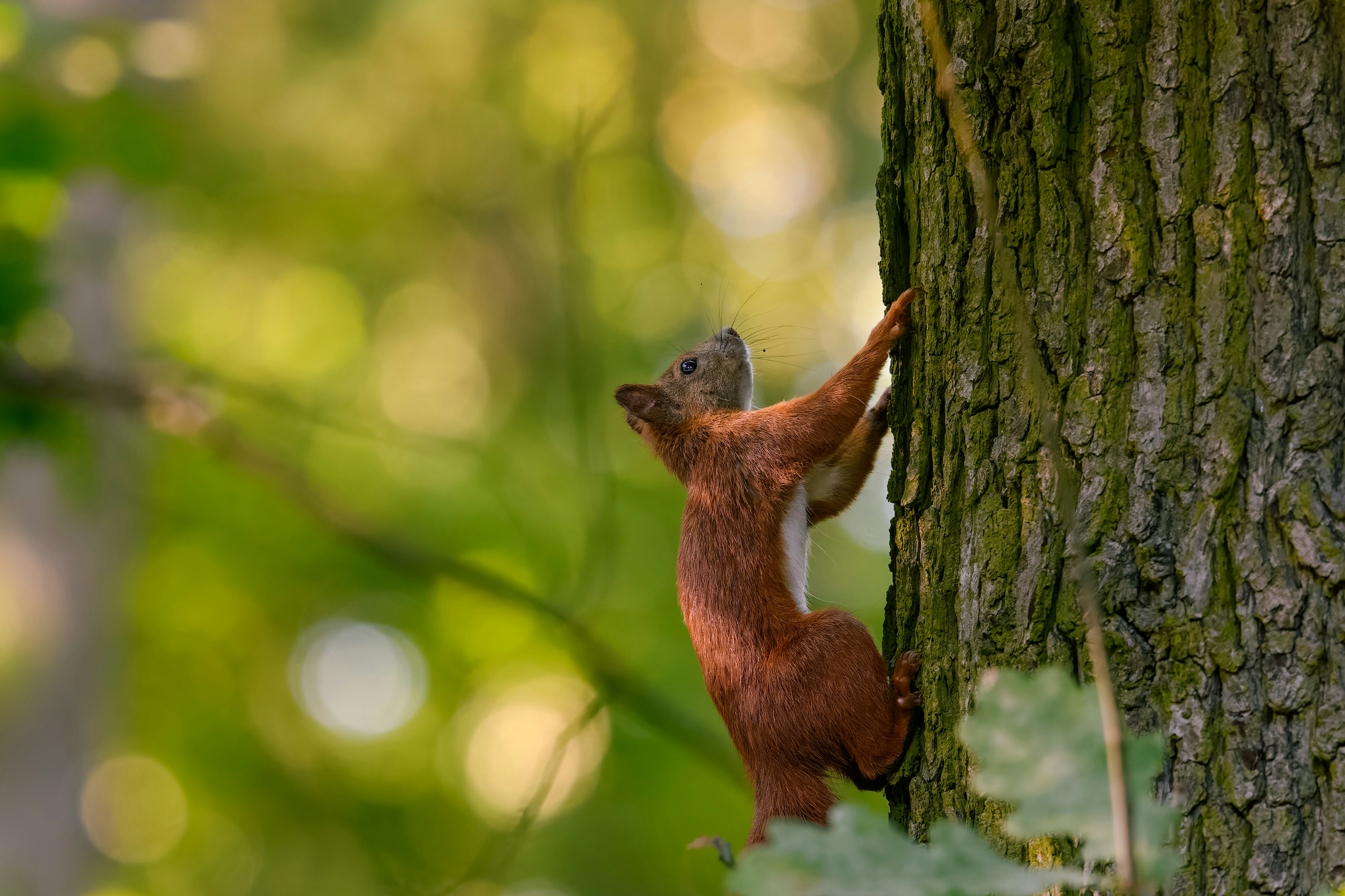 A squirrel climbing up the side of a tree