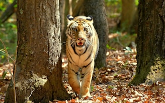 A large tiger walking through a forest filled with trees
