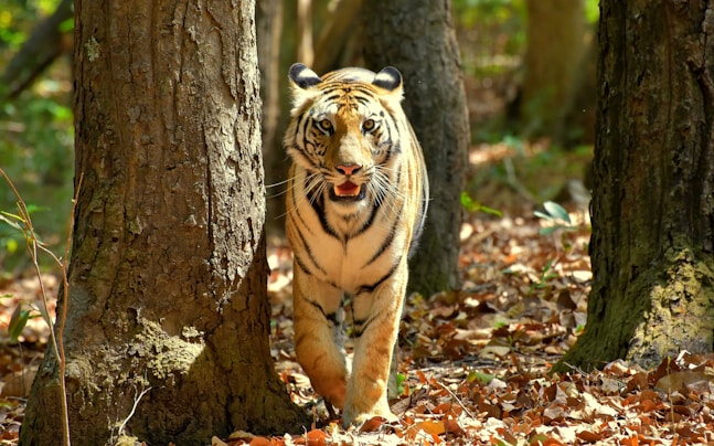 A large tiger walking through a forest filled with trees
