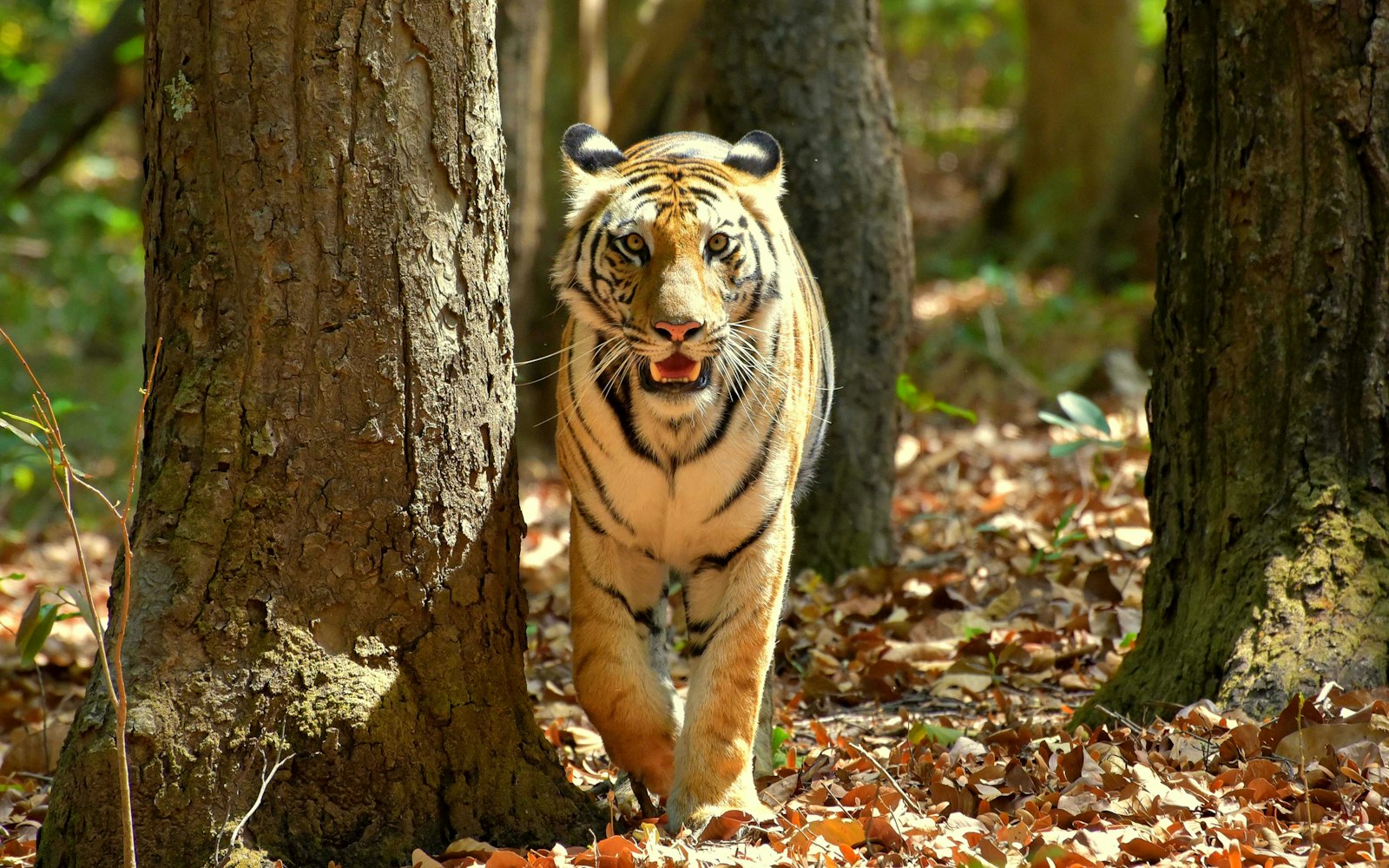 Jim Corbett vs Dudhwa: Which Tiger Reserve Should You Visit First? — wildlife photography article cover