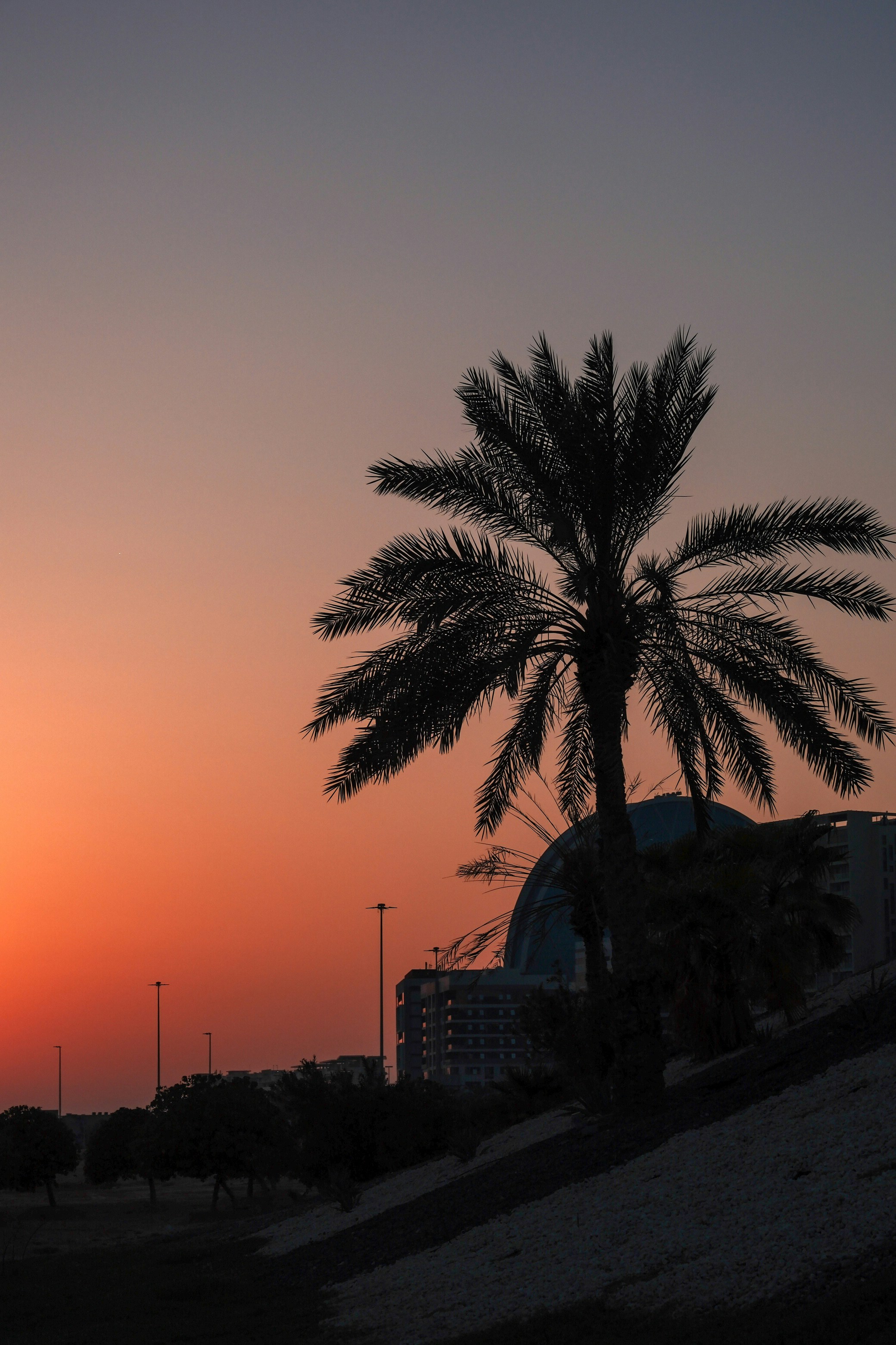 A palm tree is silhouetted against the setting sun