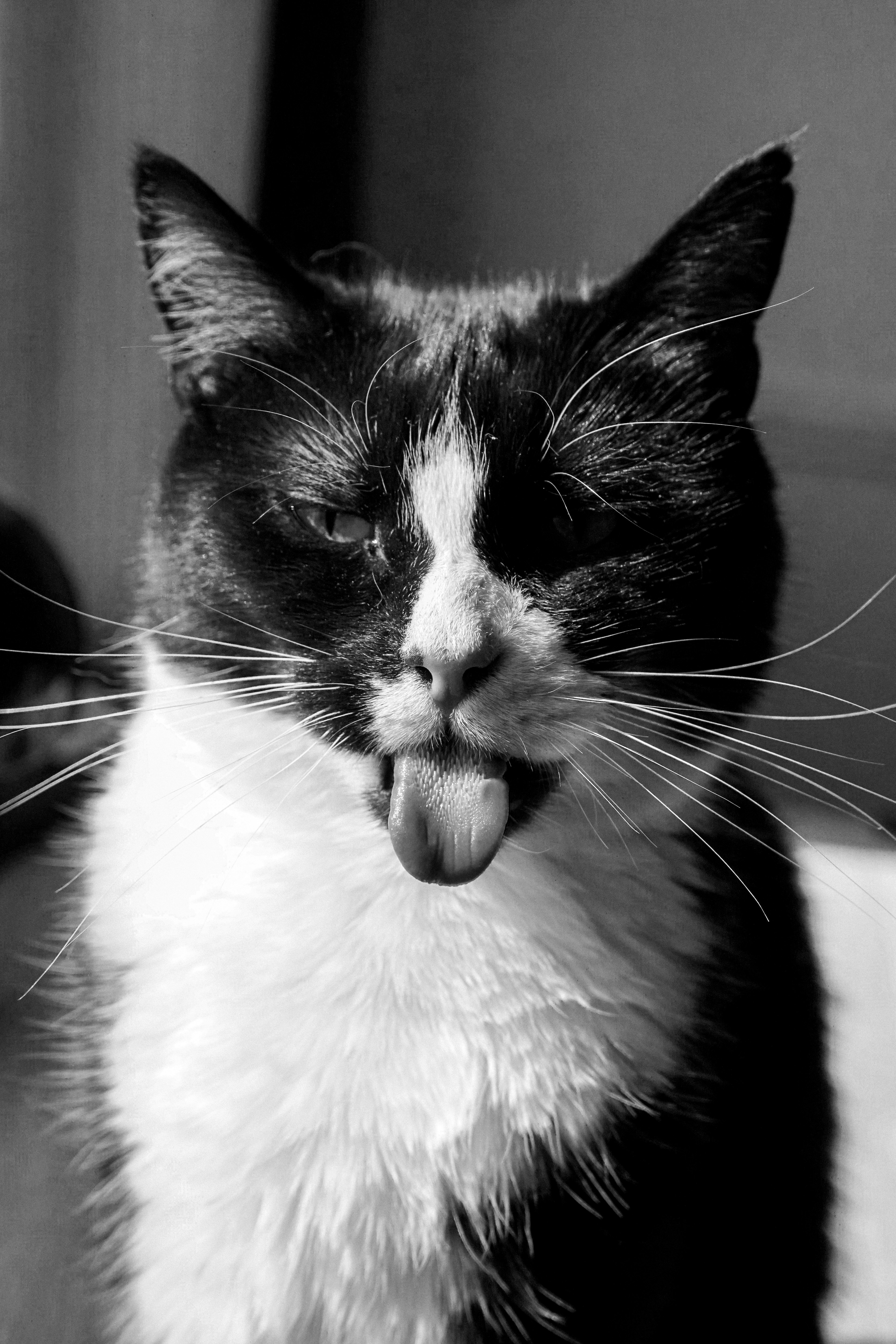 A black and white cat sticking its tongue out