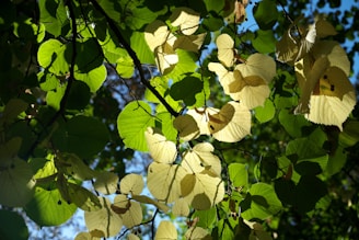 A close up of a tree with leaves